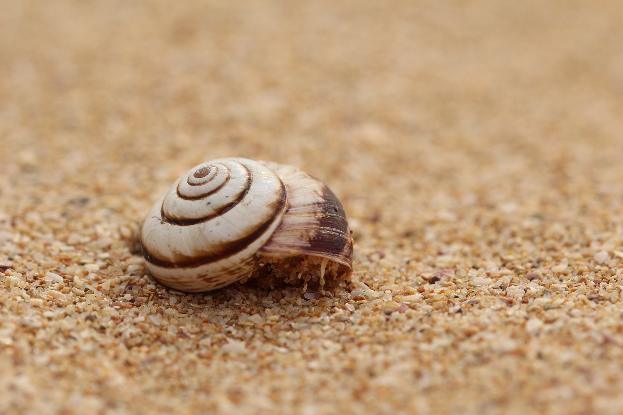 Canon EOS 650D (EOS Rebel T4i / EOS Kiss X6i) + Canon EF 100mm F2.8 Macro USM sample photo. Sleeping snail photography