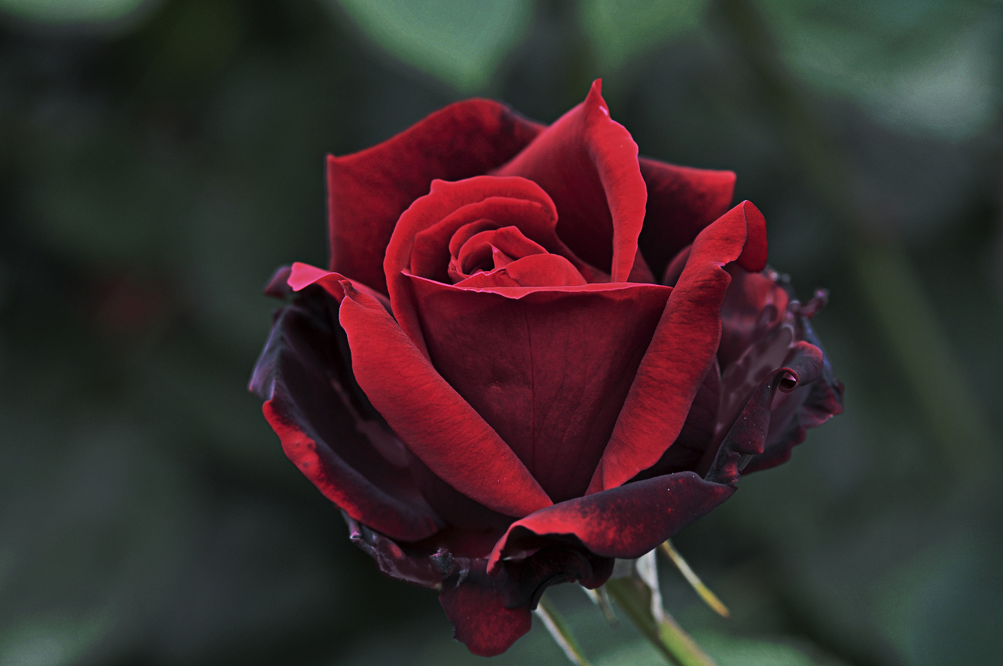 AF Micro-Nikkor 105mm f/2.8 sample photo. Темно красная роза photography