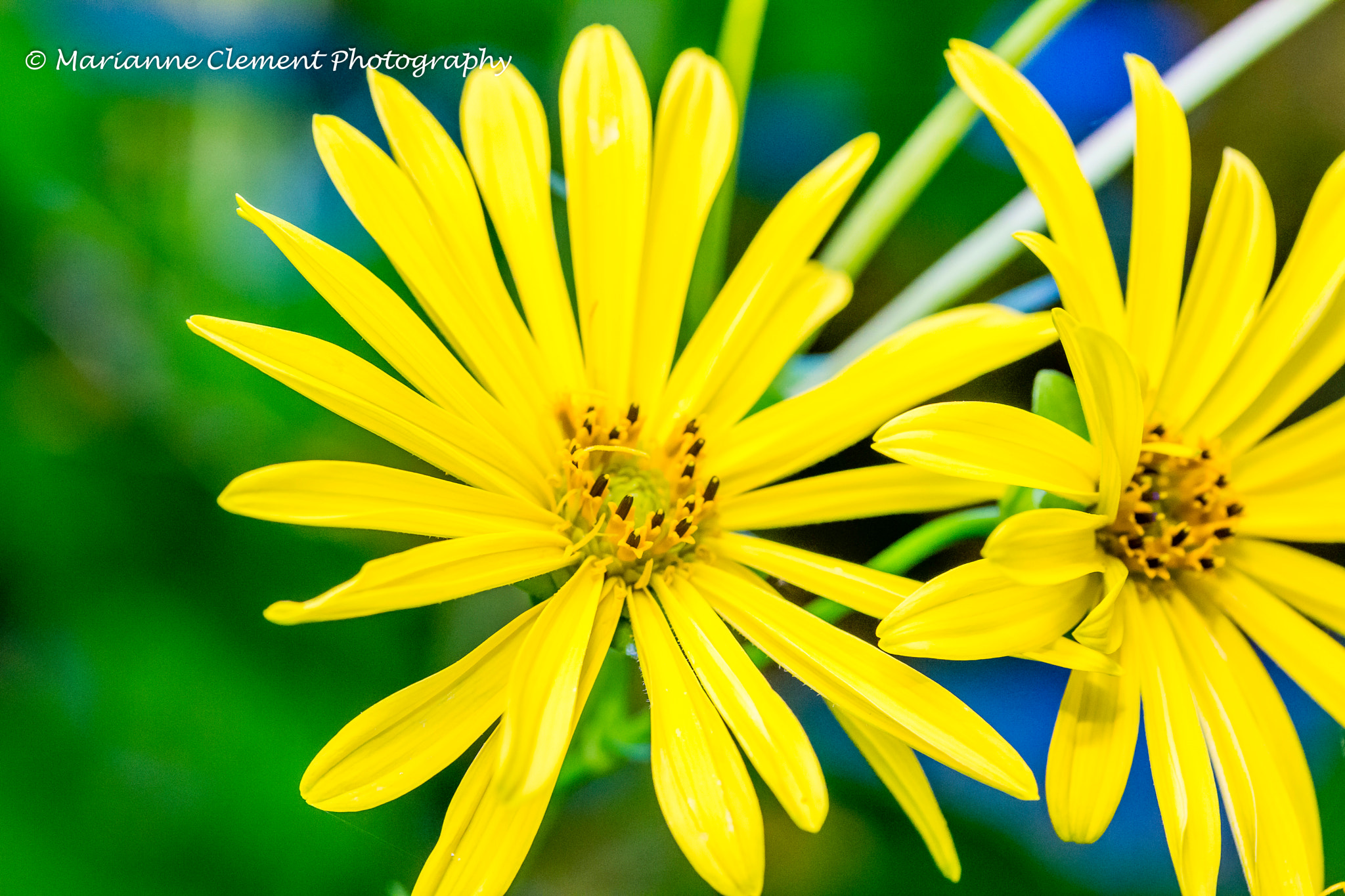 Canon EF-S 60mm F2.8 Macro USM sample photo. Beautfiully yellow photography