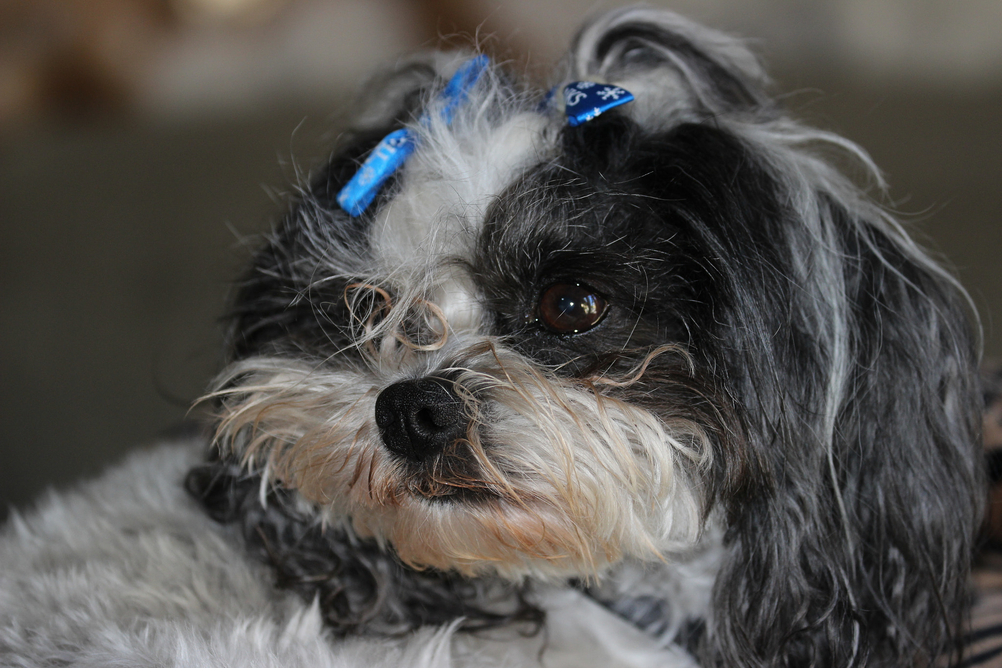 Canon EF 70-300mm F4-5.6L IS USM sample photo. Pensive mopsey photography