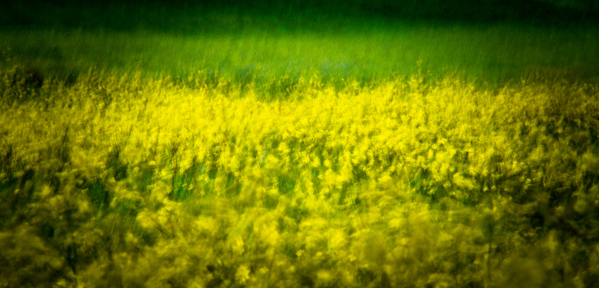 Nikon AF-S Nikkor 300mm F2.8G ED VR II sample photo. Primavera photography