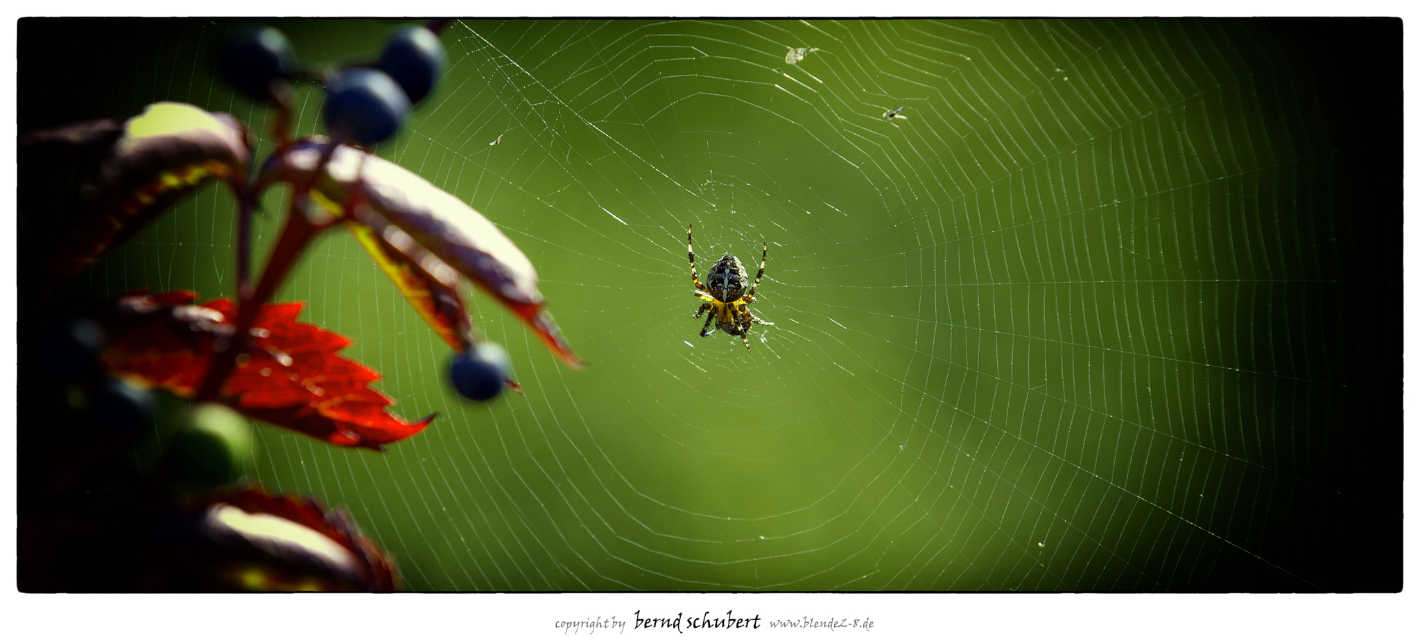 Nikon D2X + Nikon AF-S Nikkor 70-200mm F2.8G ED VR sample photo. *spider at work* photography