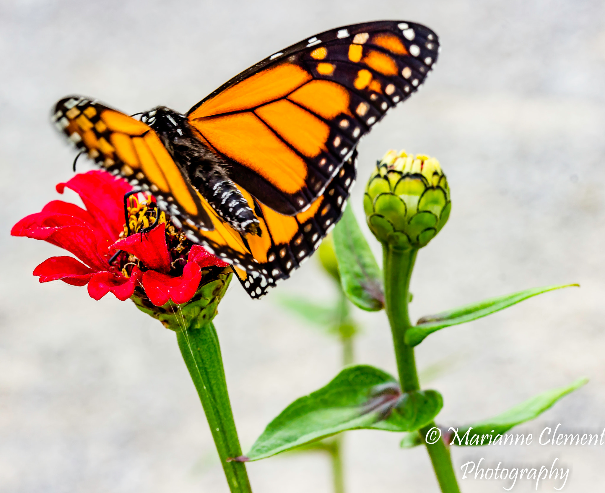 Canon EF-S 60mm F2.8 Macro USM sample photo. Majestic monarch butterfly photography