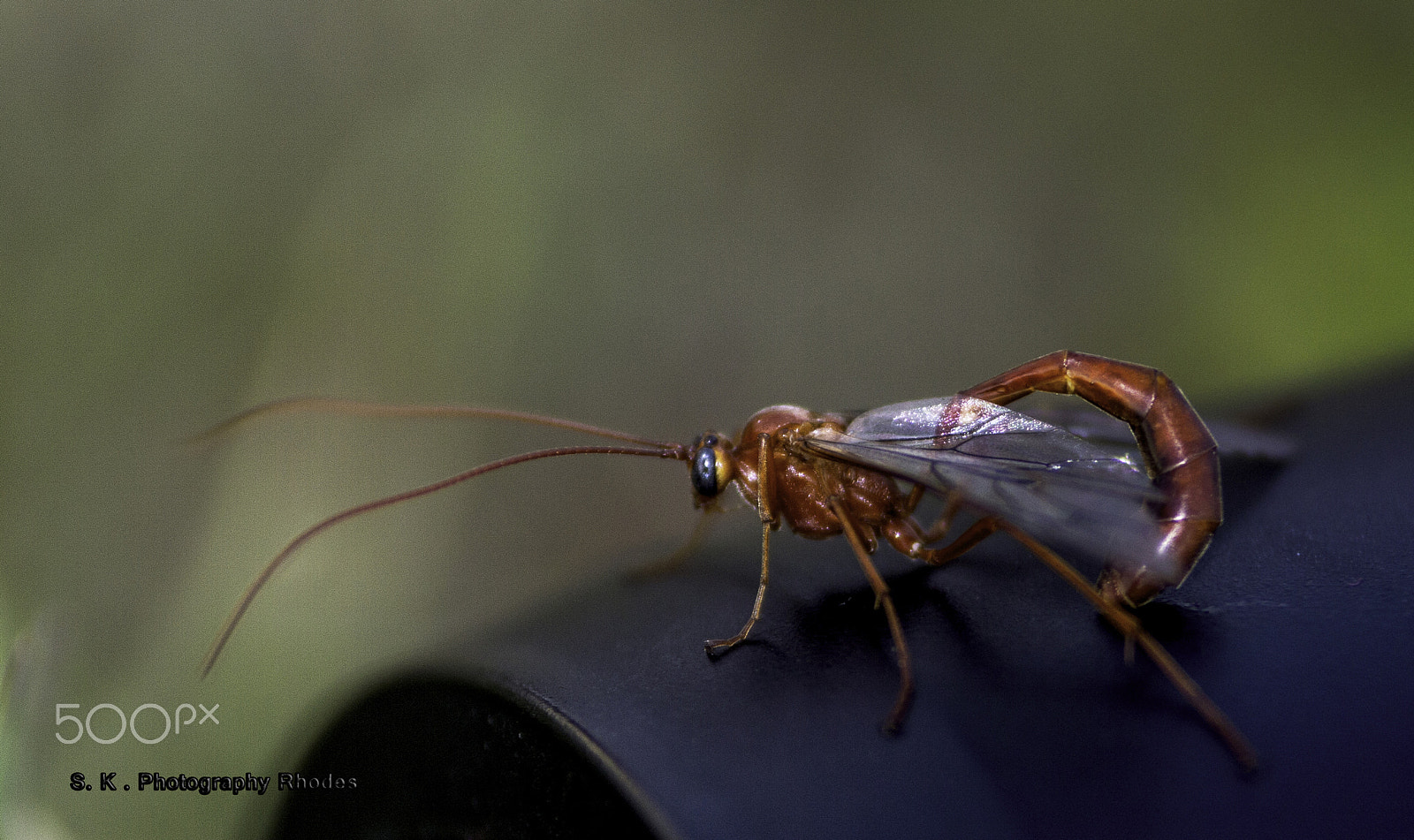 Nikon D3200 + Tamron SP AF 70-200mm F2.8 Di LD (IF) MACRO sample photo. Red insect photography