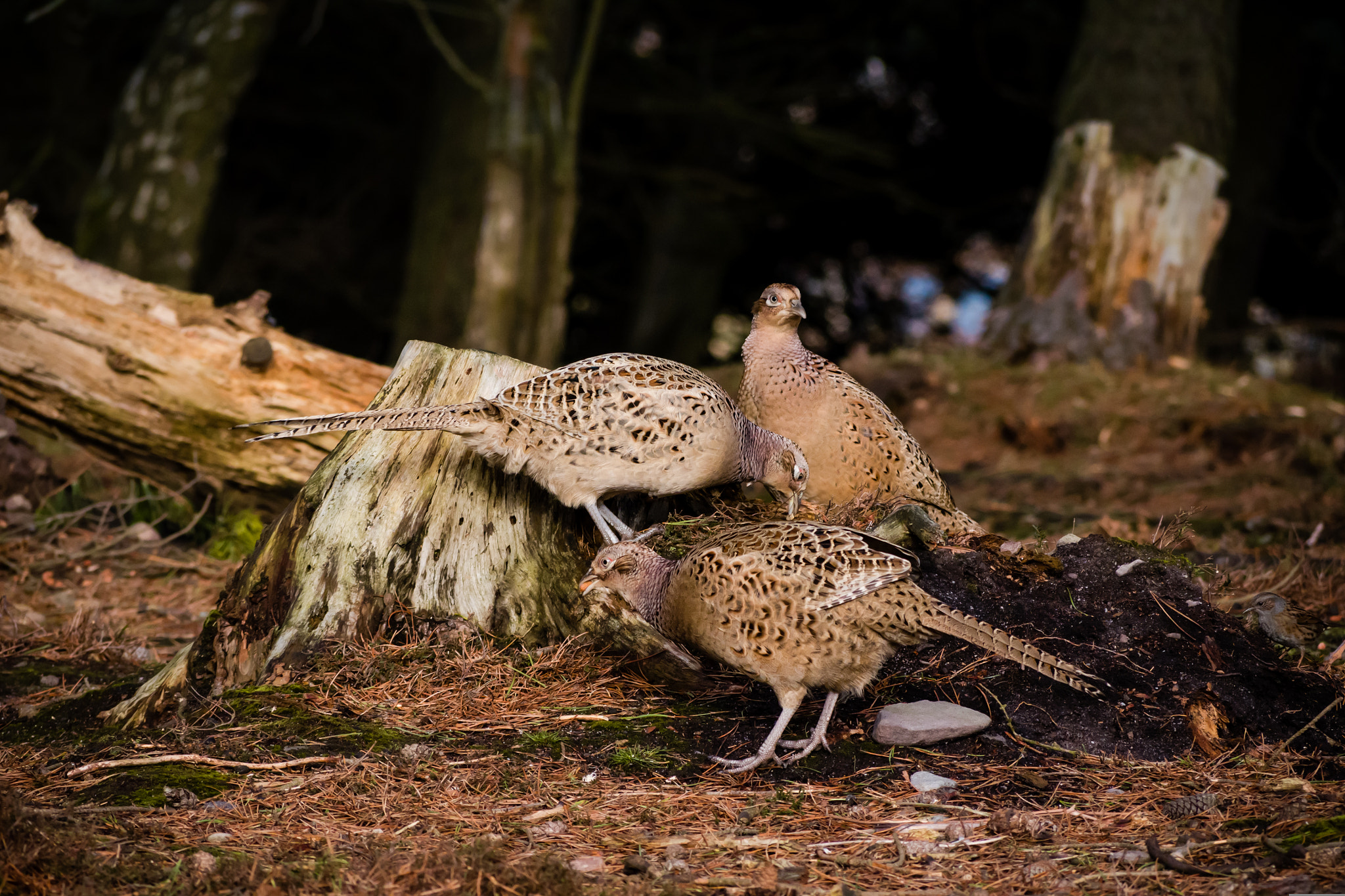 Panasonic Lumix G Vario 45-200mm F4-5.6 OIS sample photo. Hen pheasants photography