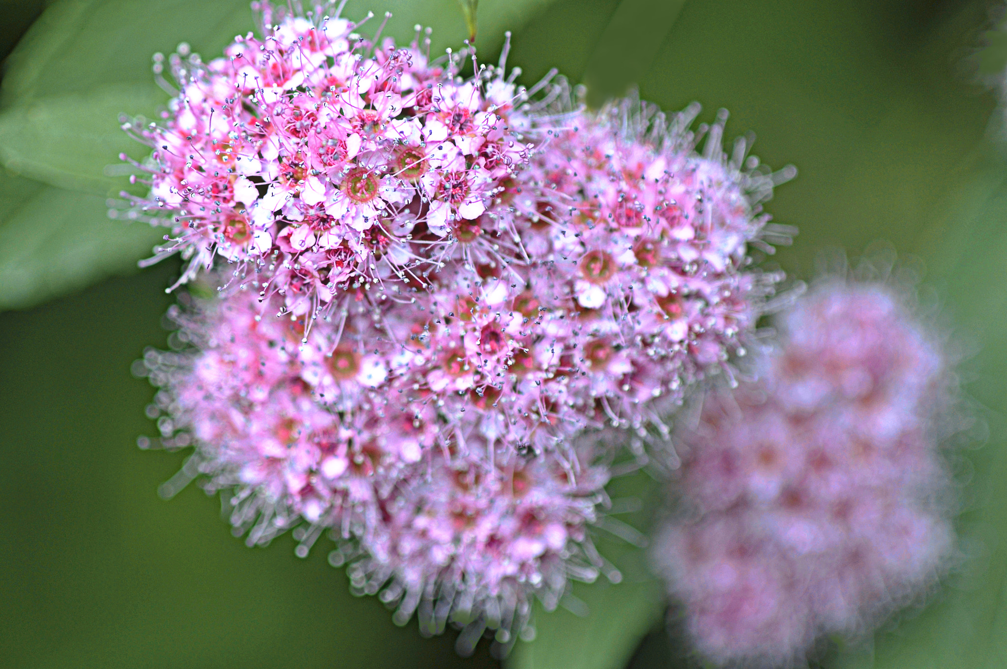 Nikon D300 + AF Micro-Nikkor 105mm f/2.8 sample photo. Малюсенькие цветочки photography