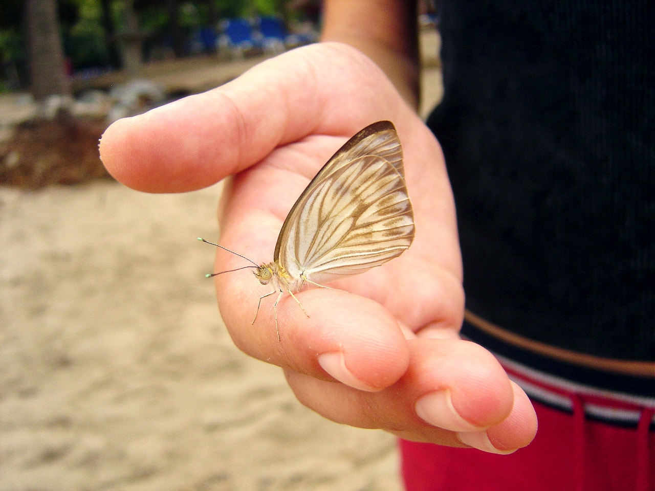 Sony DSC-P10 sample photo. Tetey en vallarta photography
