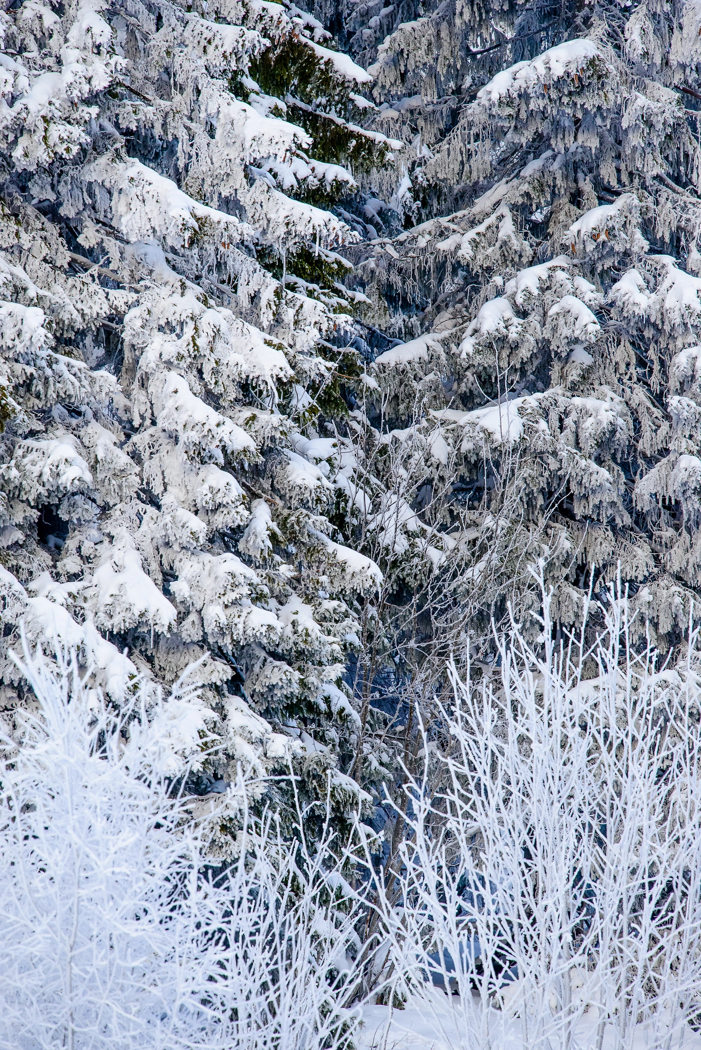 Nikon Nikkor AF-S 300mm F4E PF ED VR sample photo. Cold embrace photography