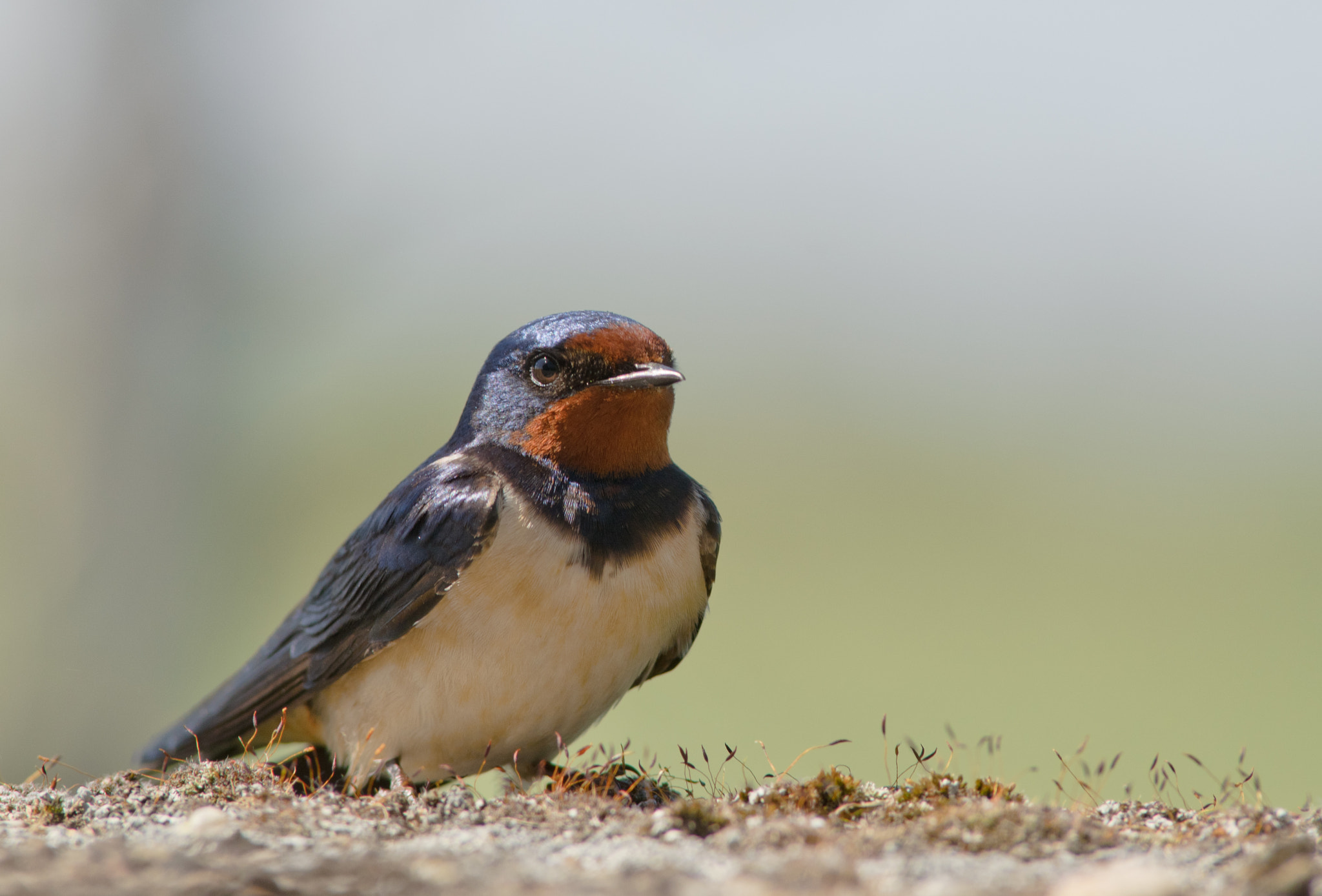 Nikon AF-S Nikkor 300mm F2.8G ED VR II sample photo. Boerenzwaluw photography
