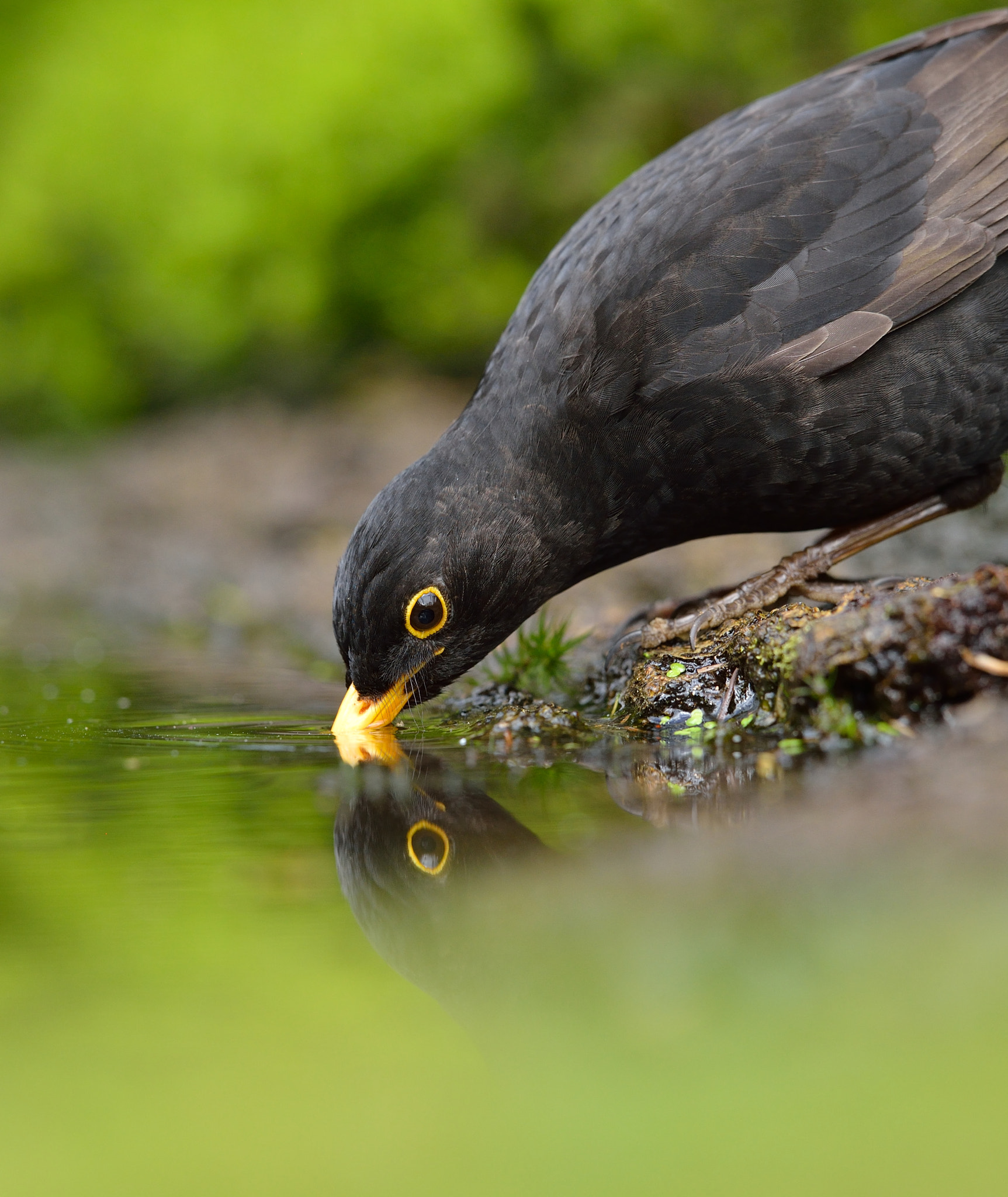 Nikon AF-S Nikkor 400mm F2.8D ED-IF II sample photo. Merel photography