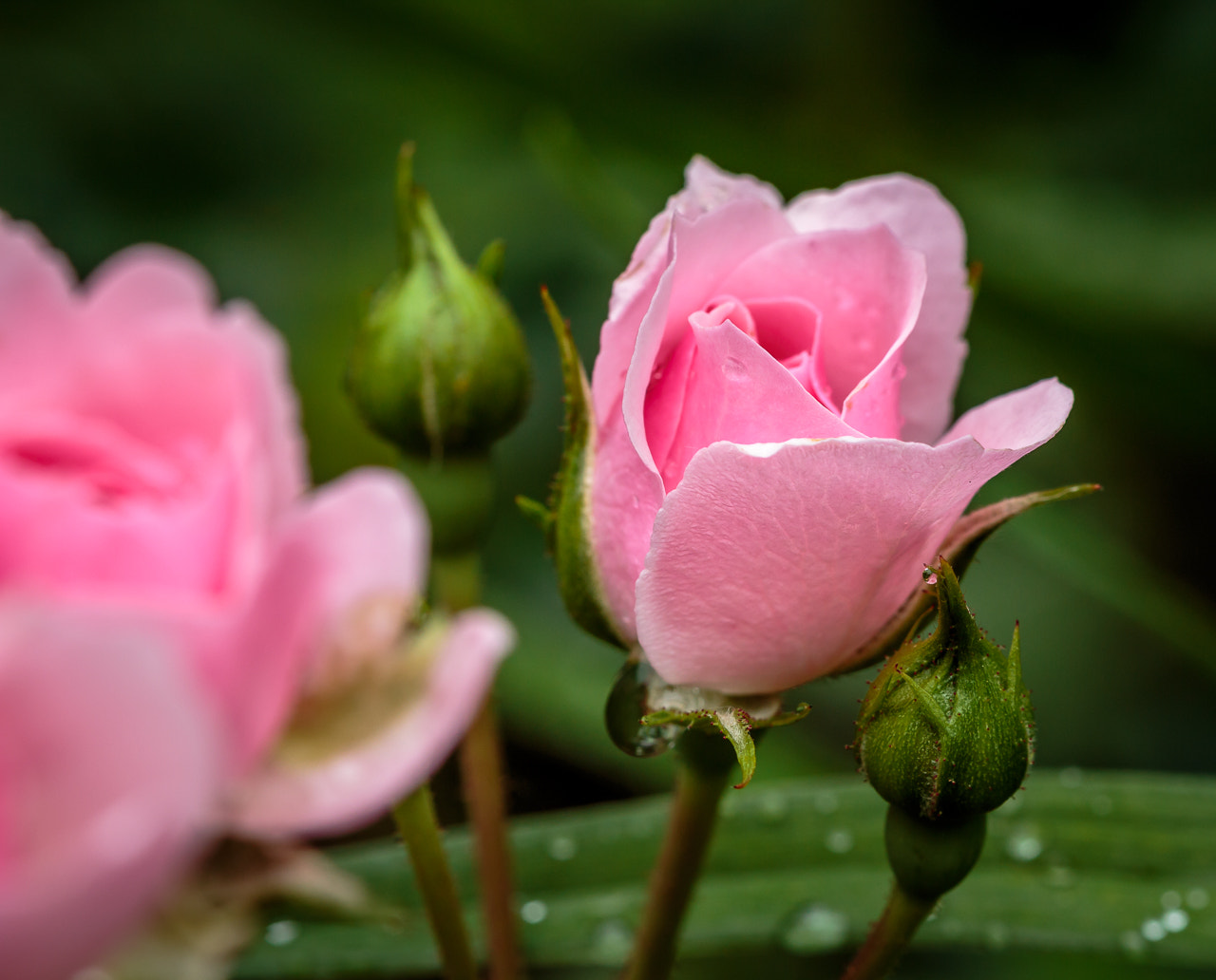 Canon EOS 650D (EOS Rebel T4i / EOS Kiss X6i) + Canon EF 100mm F2.8 Macro USM sample photo. Rose early photography