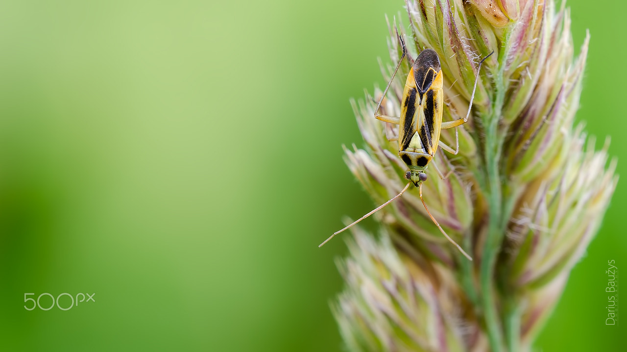 Sigma 150mm F2.8 EX DG OS Macro HSM sample photo. On the bent. photography