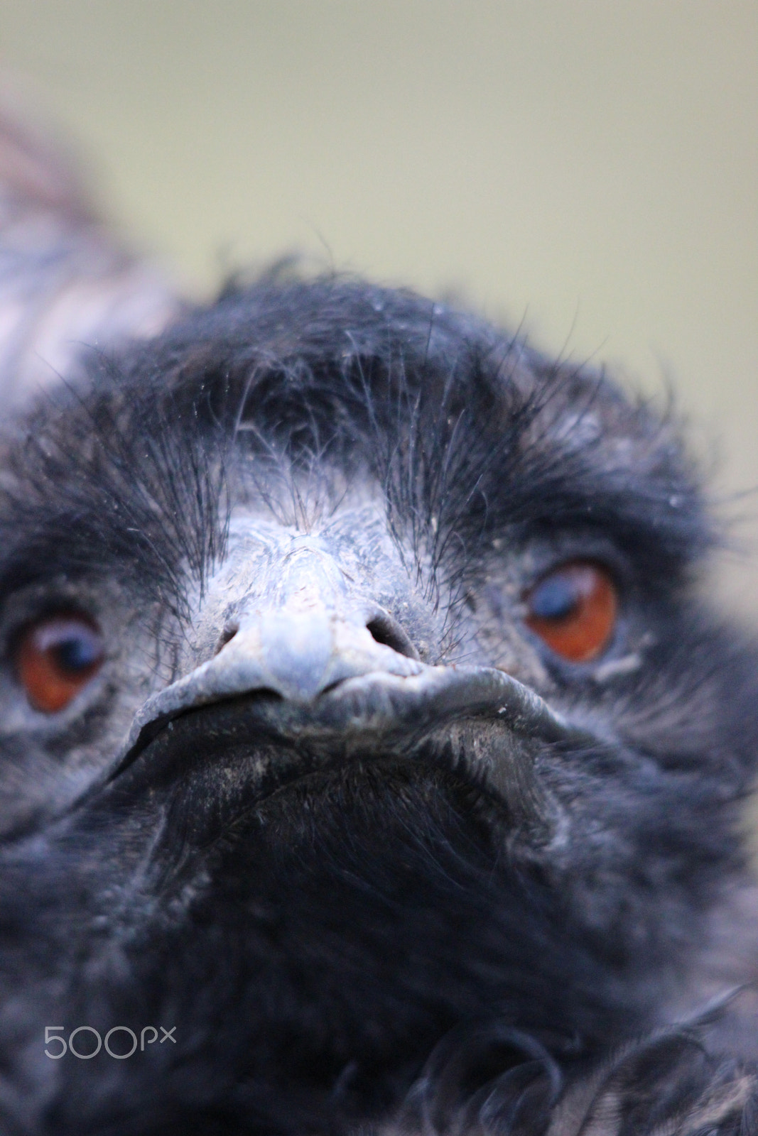 Sigma 150-500mm F5-6.3 DG OS HSM sample photo. Emu photography