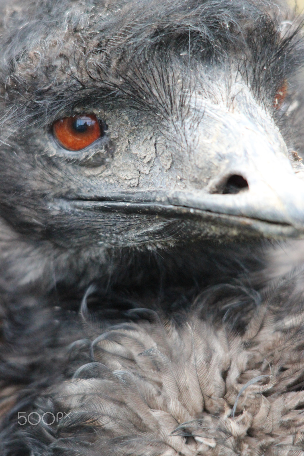 Sigma 150-500mm F5-6.3 DG OS HSM sample photo. Emu photography