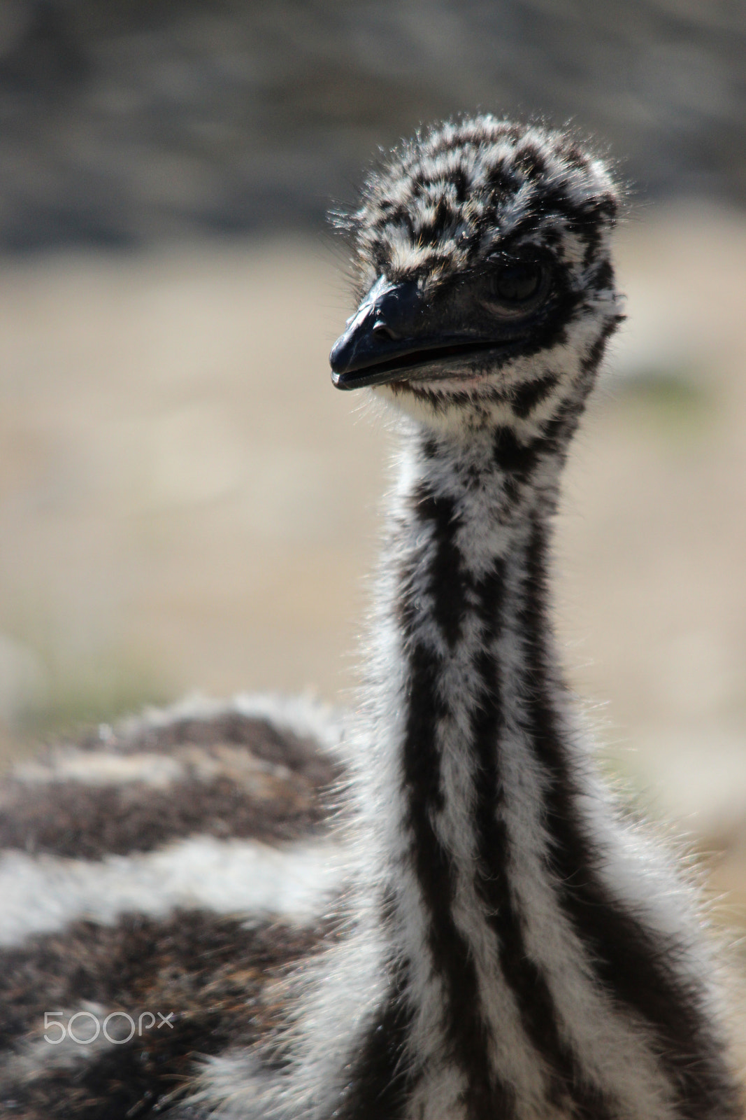 Sigma 150-500mm F5-6.3 DG OS HSM sample photo. Emu photography