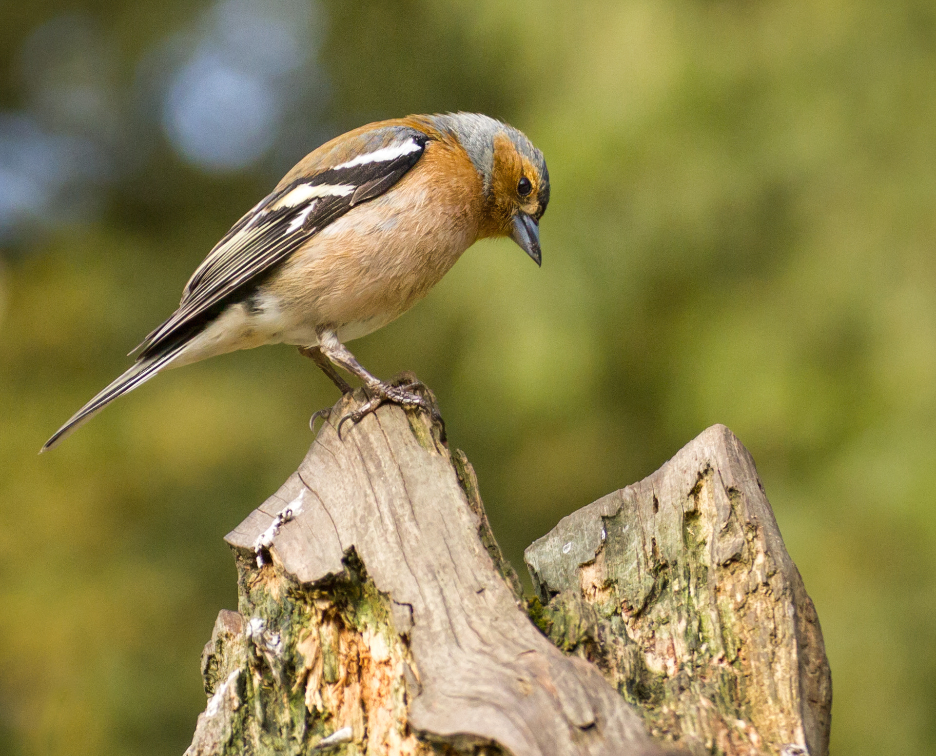 Tamron SP 35mm F1.8 Di VC USD sample photo. Chaffinch photography