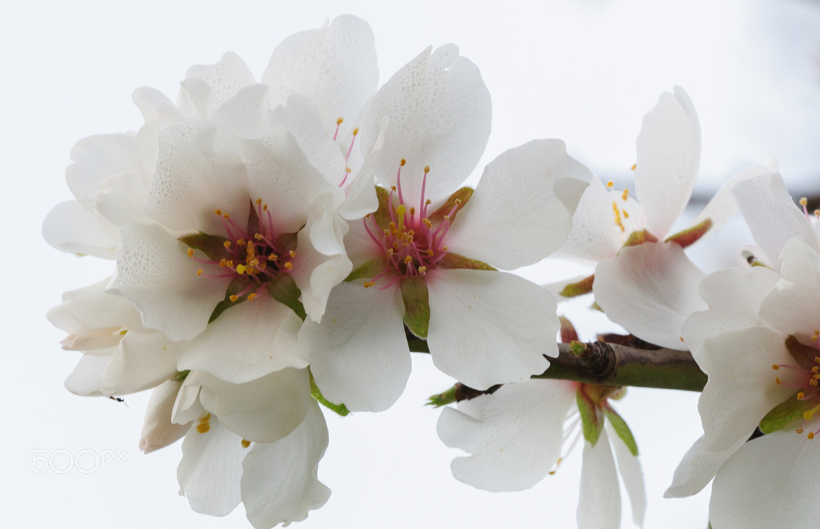 Sigma 150mm F2.8 EX DG OS Macro HSM sample photo. Purity in white photography