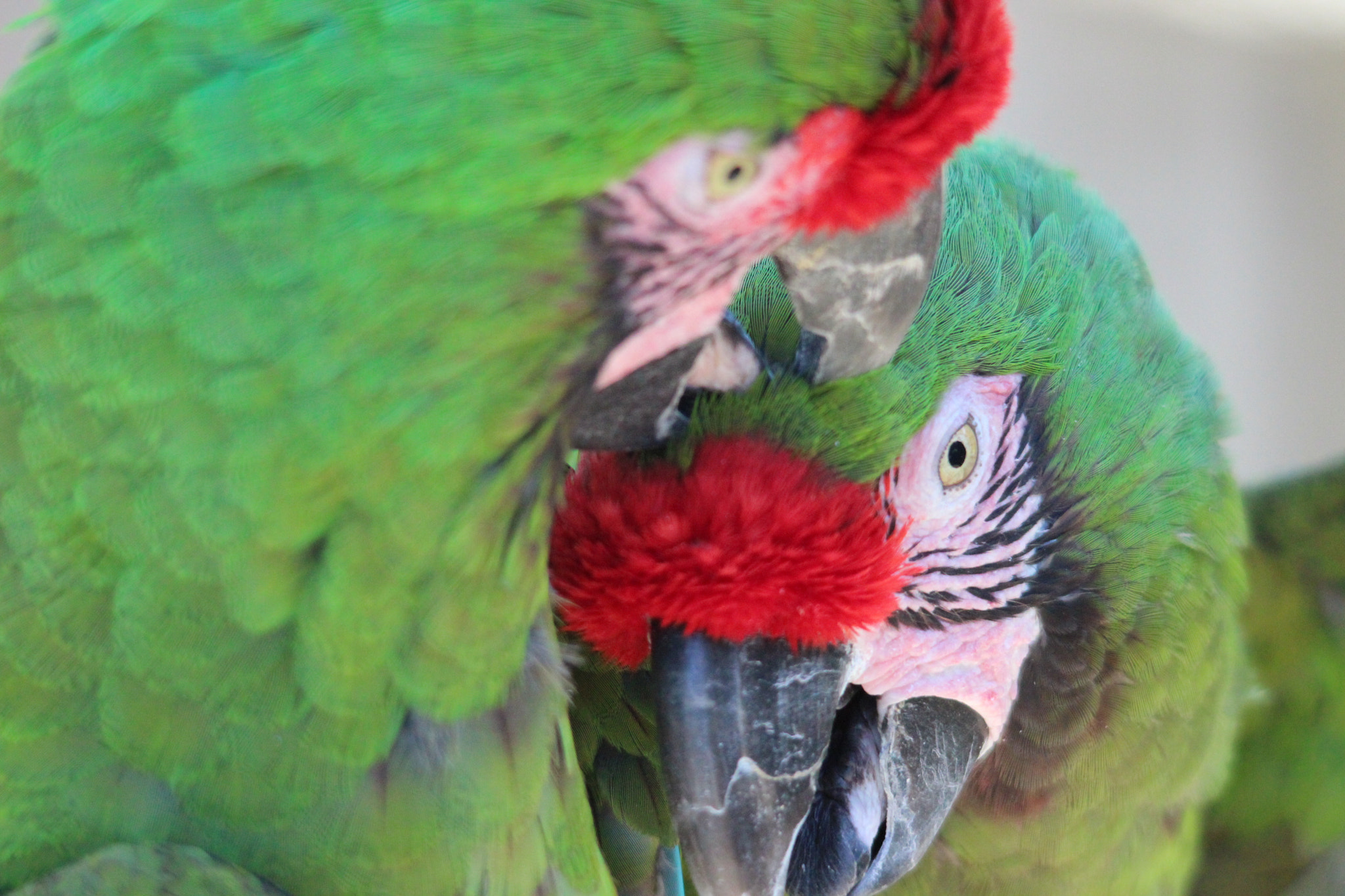 Sigma 150-500mm F5-6.3 DG OS HSM sample photo. Military macaws photography