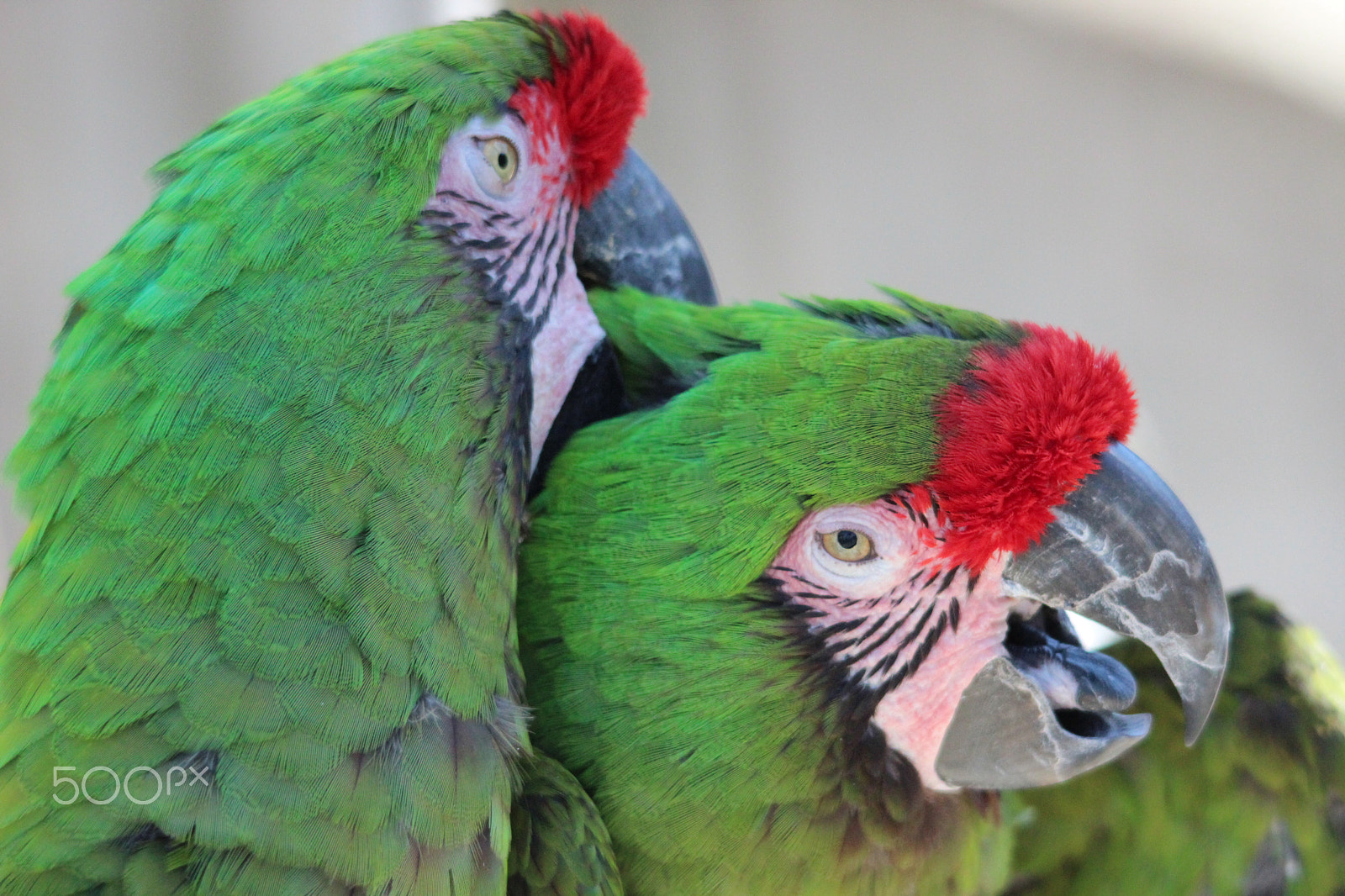 Sigma 150-500mm F5-6.3 DG OS HSM sample photo. Military macaws photography