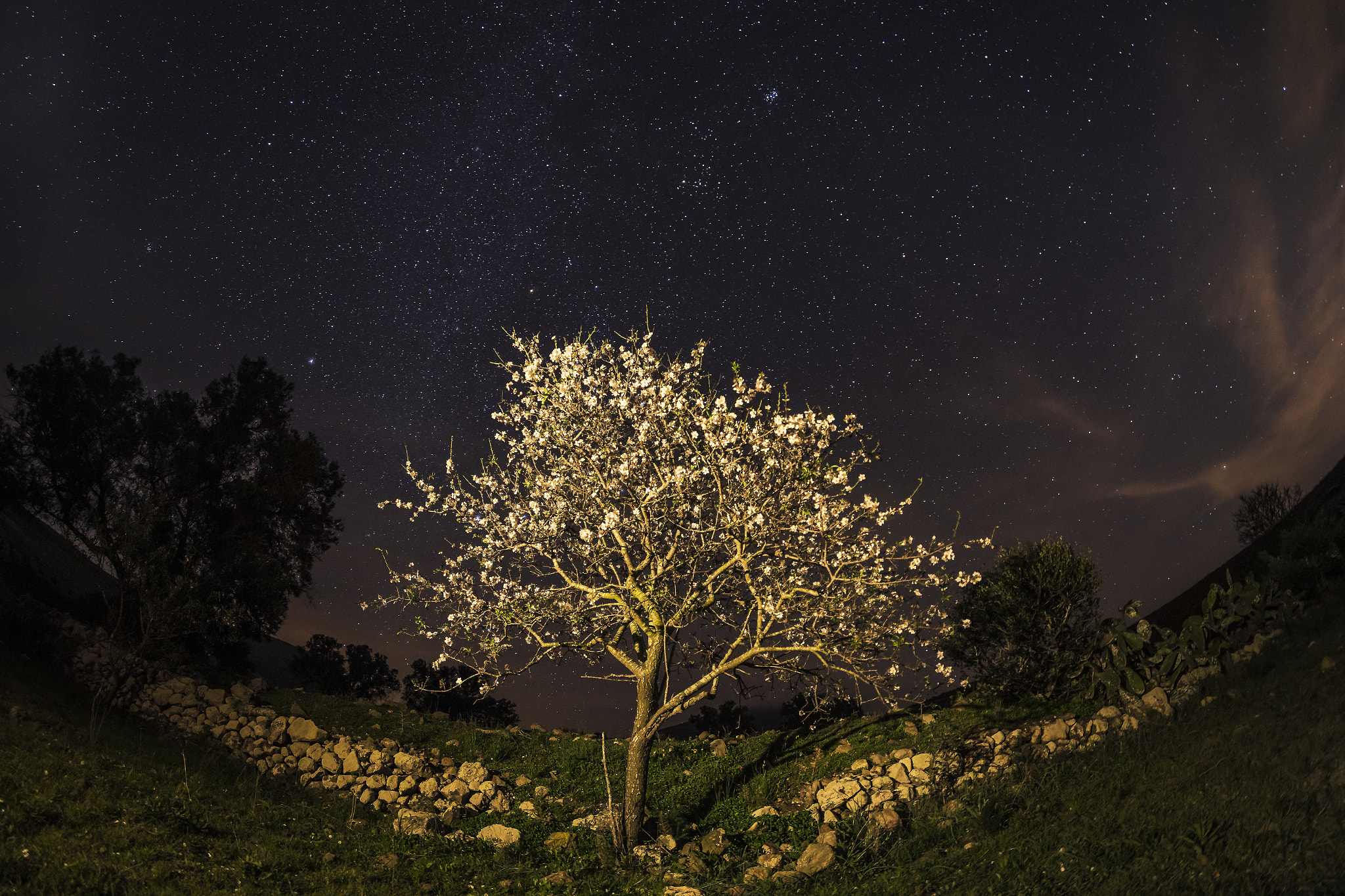 Samyang 12mm F2.8 ED AS NCS Fisheye sample photo. Winter flowers photography