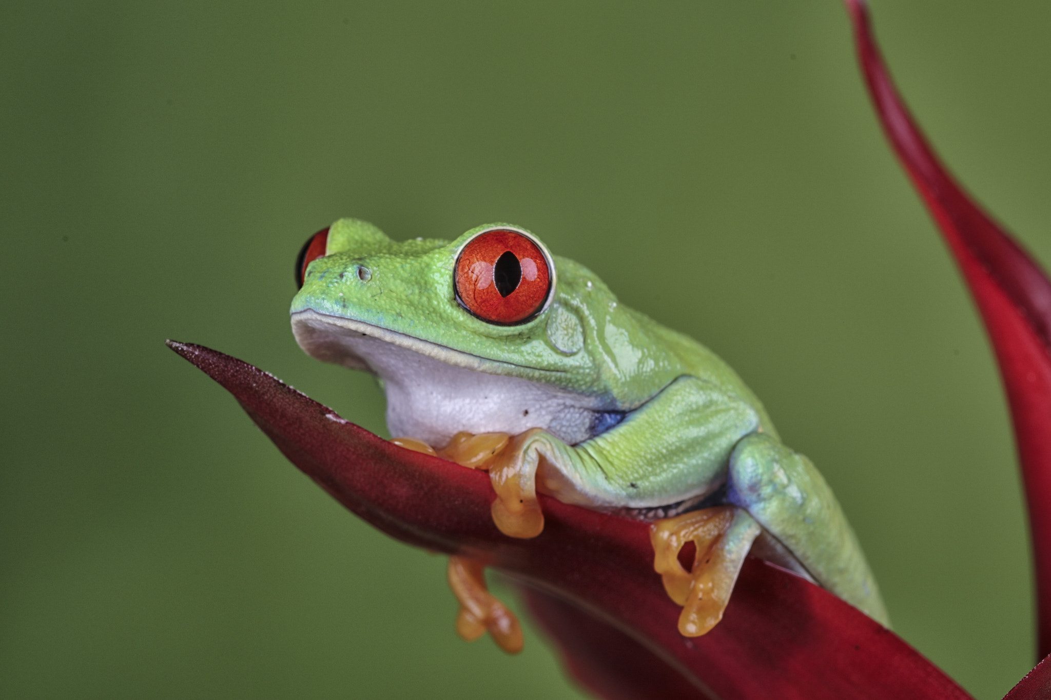 Canon EF 100mm F2.8 Macro USM sample photo. Red eye tree frog photography