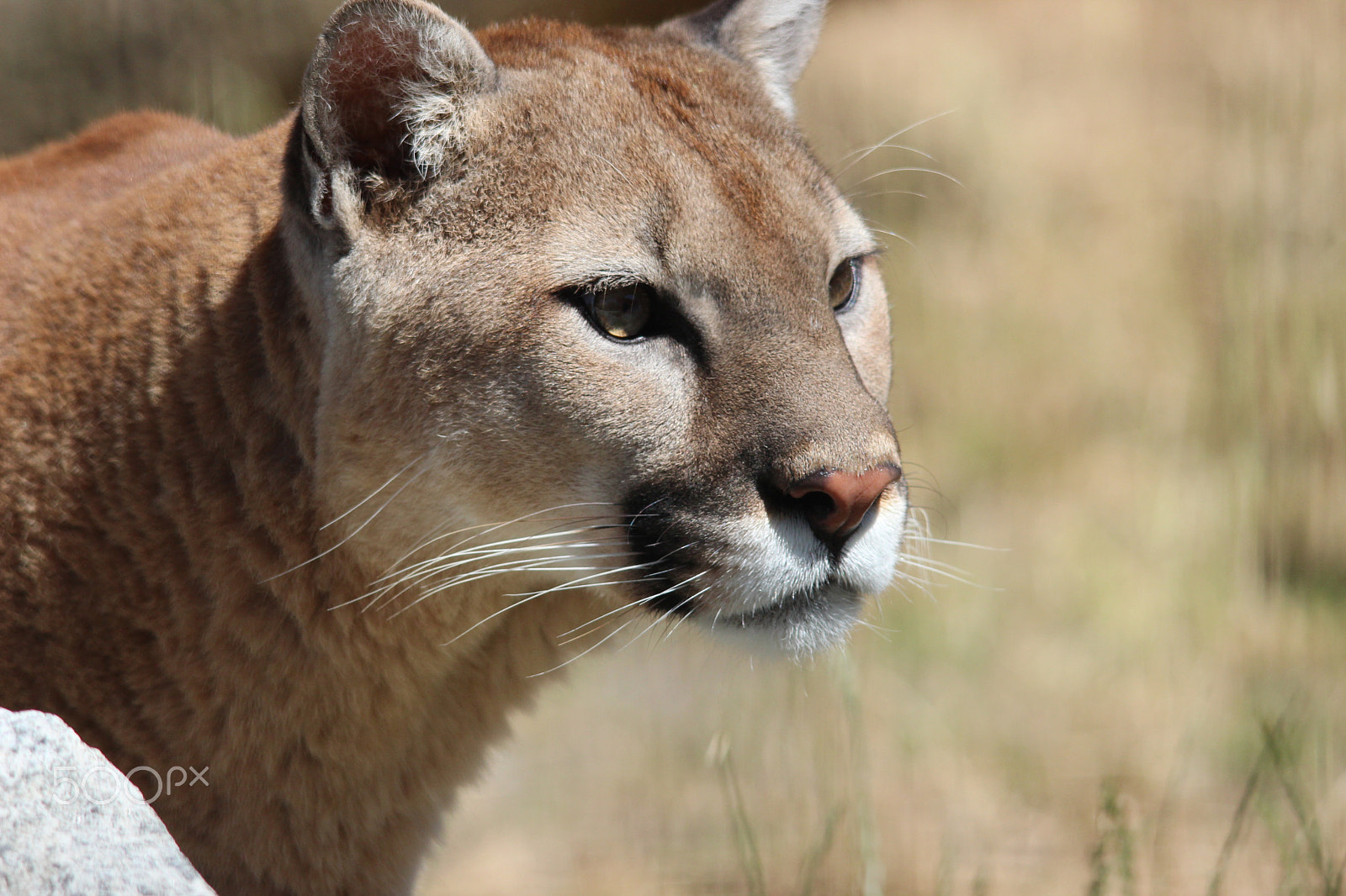 Sigma 150-500mm F5-6.3 DG OS HSM sample photo. Mountain lion photography
