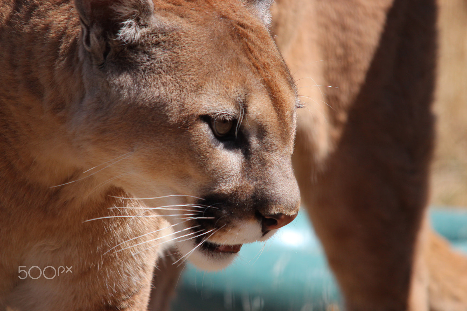 Sigma 150-500mm F5-6.3 DG OS HSM sample photo. Mountain lion photography
