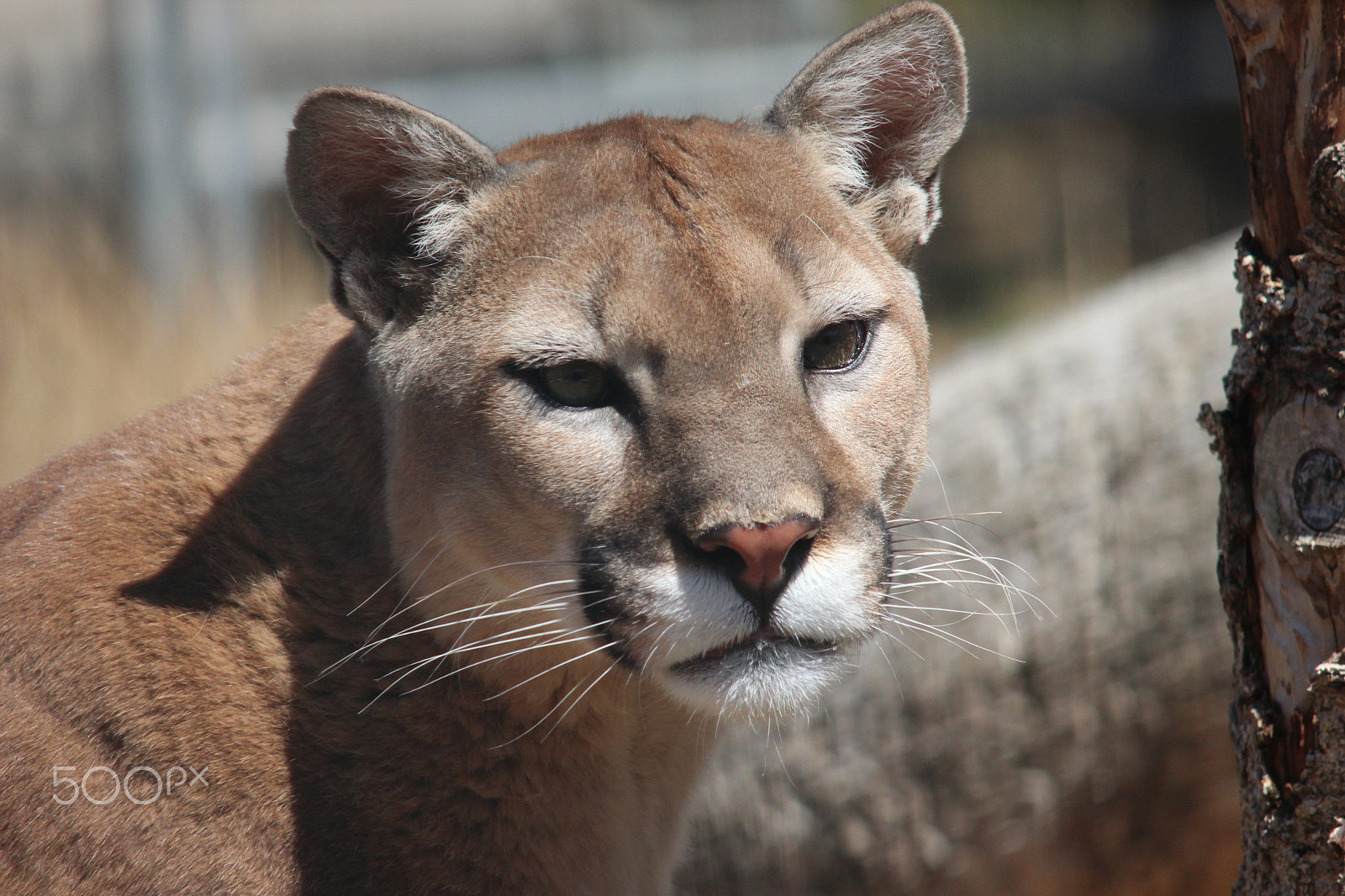 Sigma 150-500mm F5-6.3 DG OS HSM sample photo. Mountain lion photography