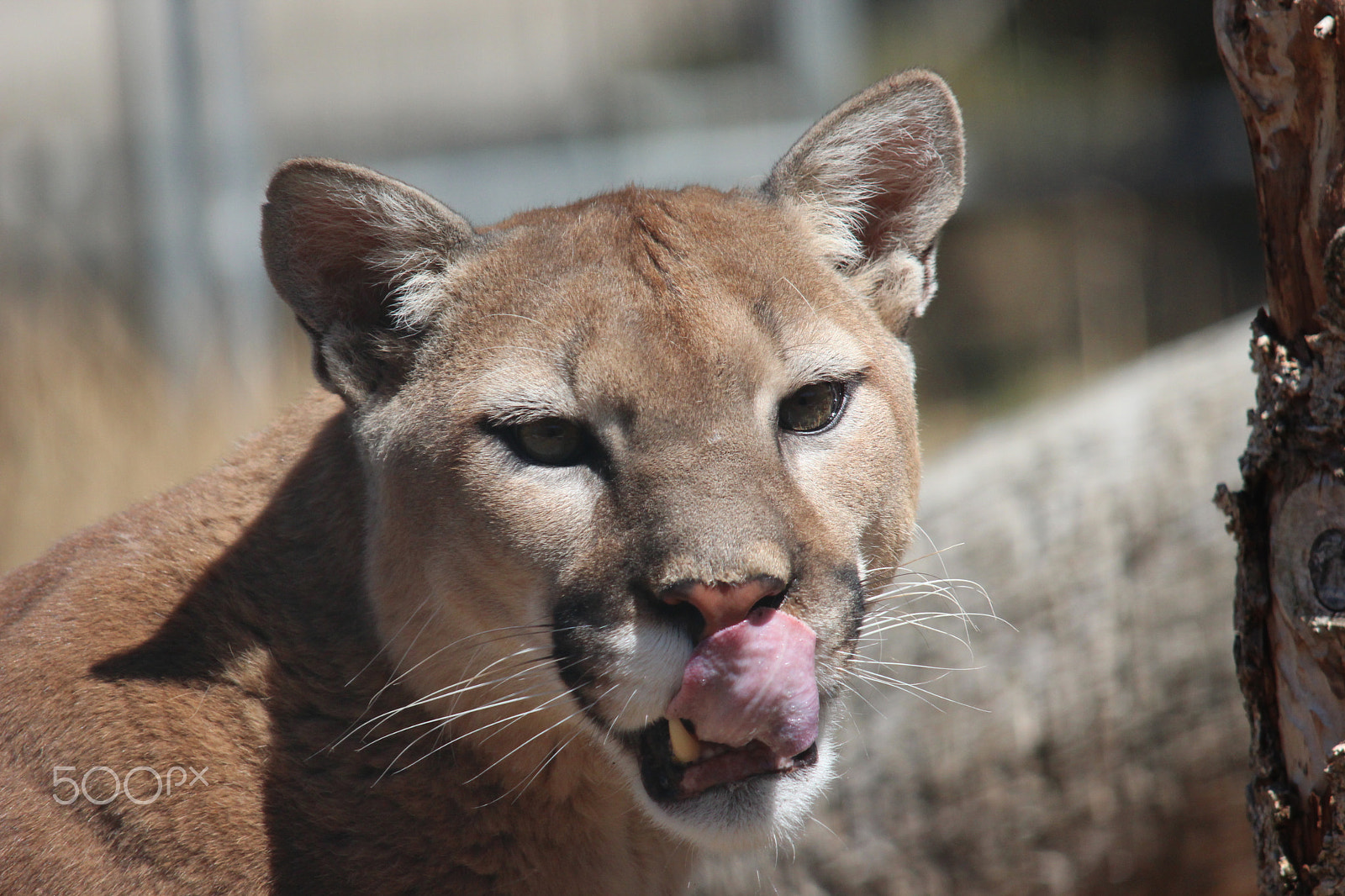 Sigma 150-500mm F5-6.3 DG OS HSM sample photo. Mountain lion photography