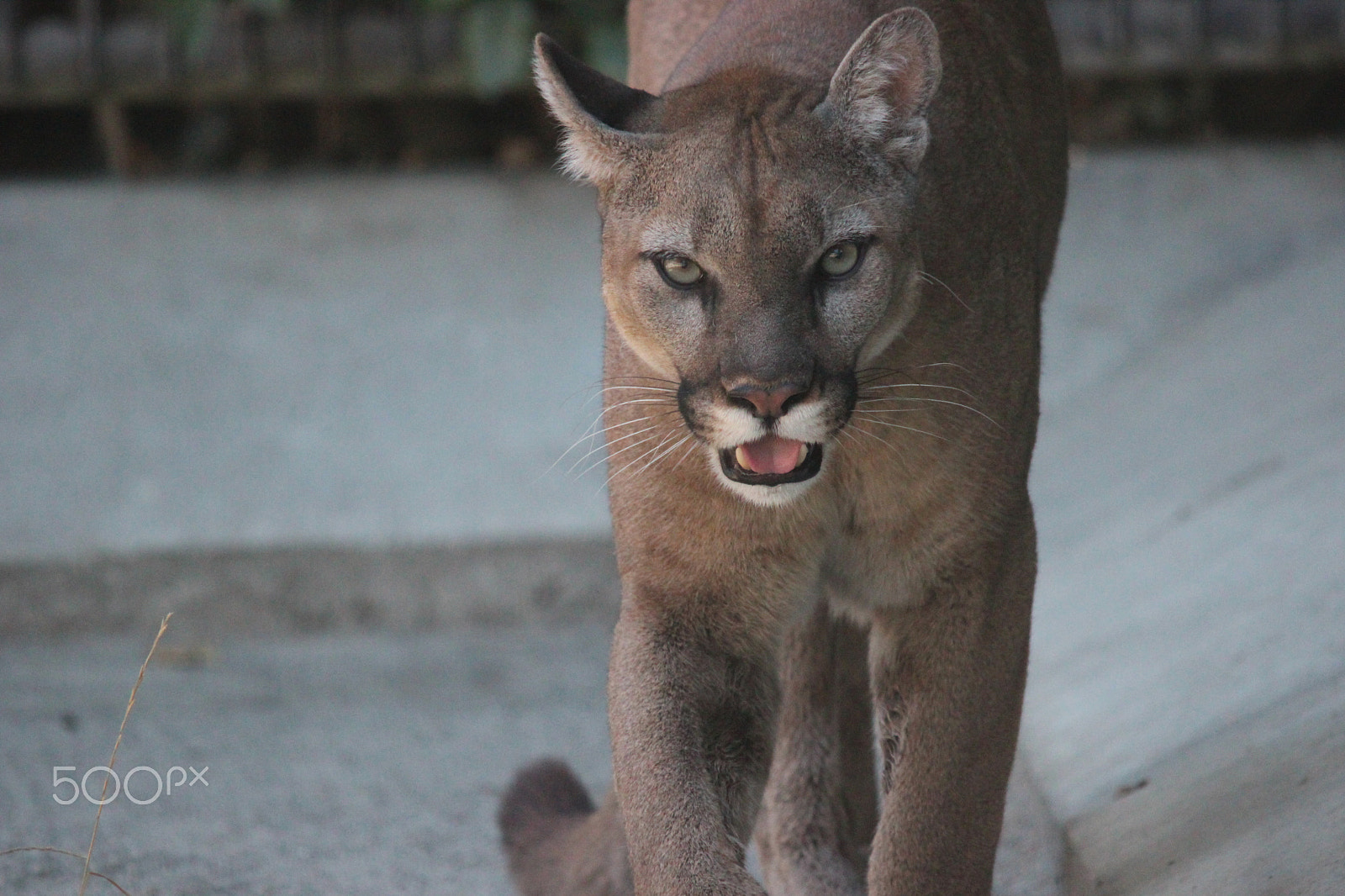 Sigma 150-500mm F5-6.3 DG OS HSM sample photo. Mountain lion photography