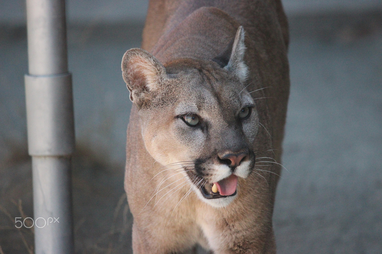 Sigma 150-500mm F5-6.3 DG OS HSM sample photo. Mountain lion photography