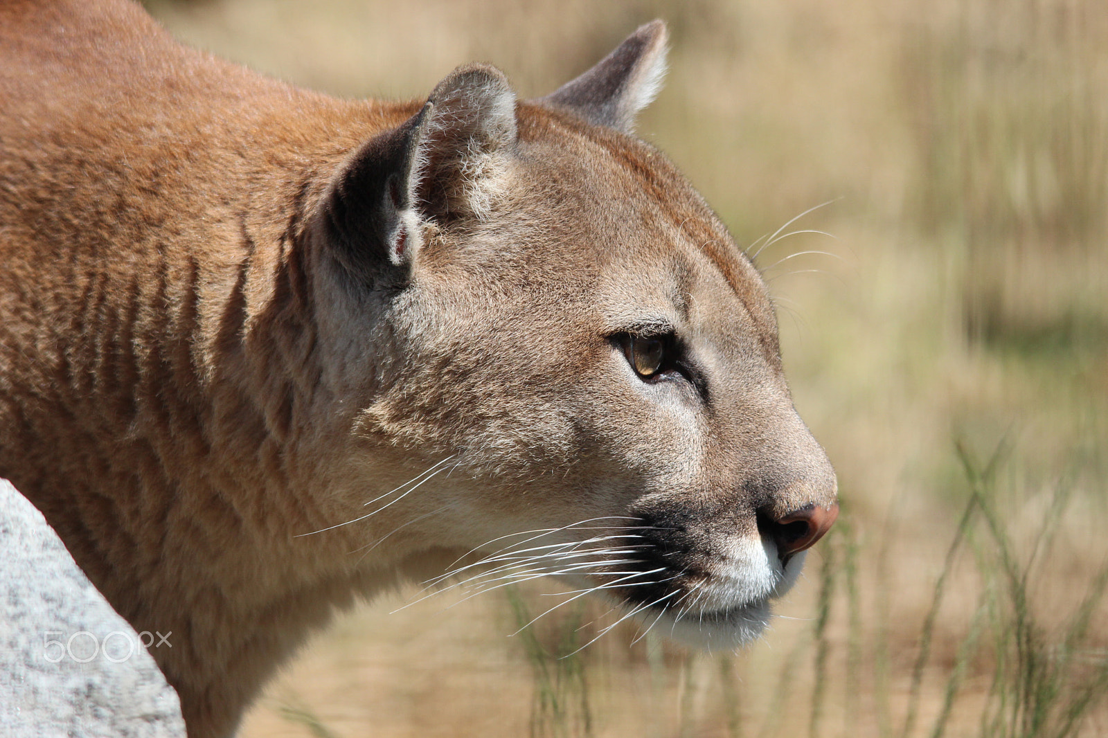 Sigma 150-500mm F5-6.3 DG OS HSM sample photo. Mountain lion photography