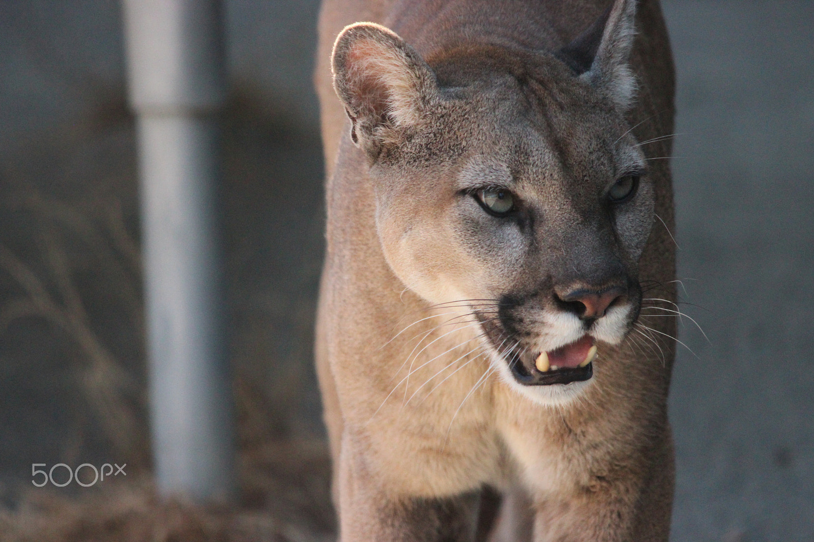 Sigma 150-500mm F5-6.3 DG OS HSM sample photo. Mountain lion photography