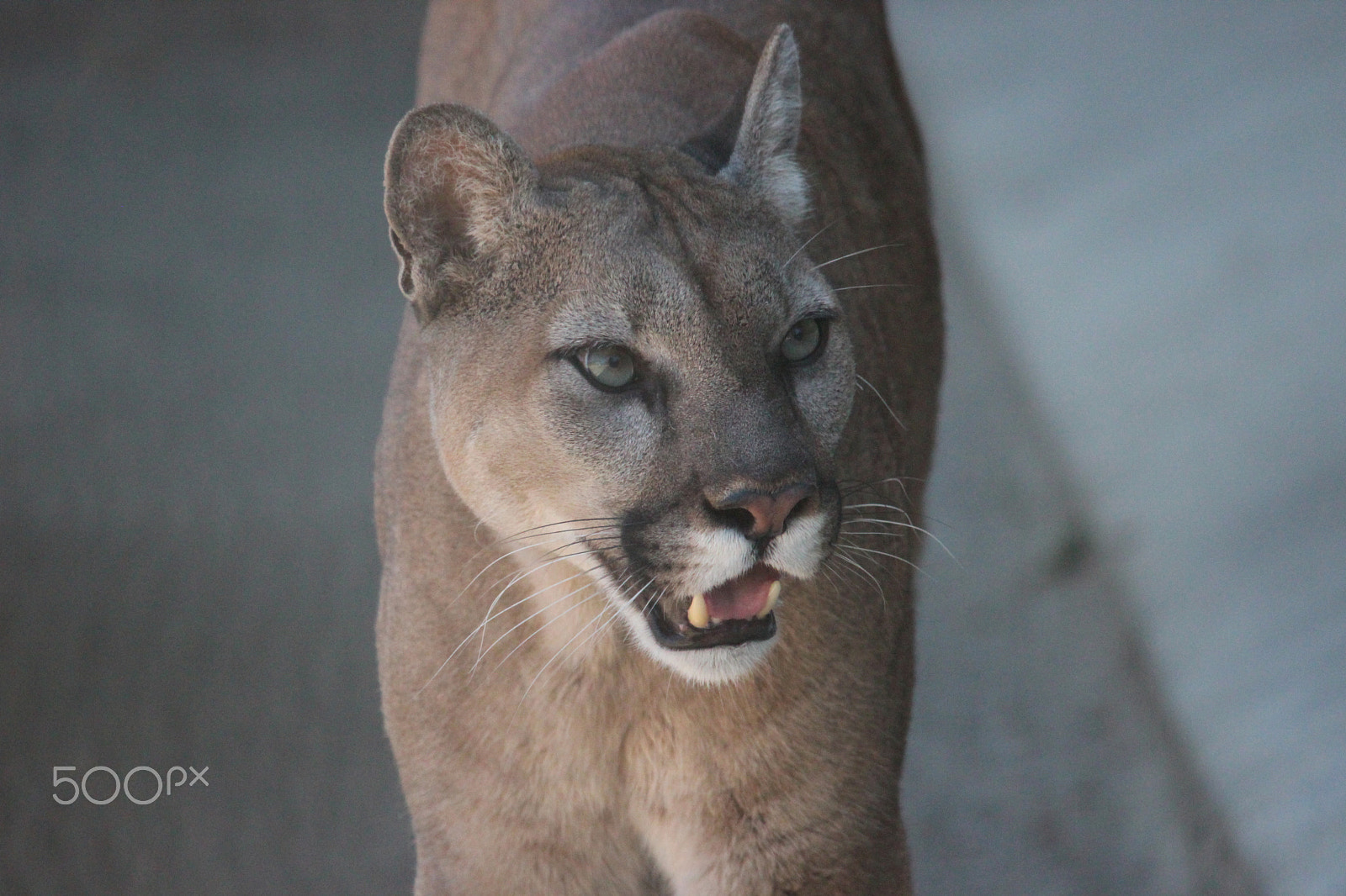 Sigma 150-500mm F5-6.3 DG OS HSM sample photo. Mountain lion photography