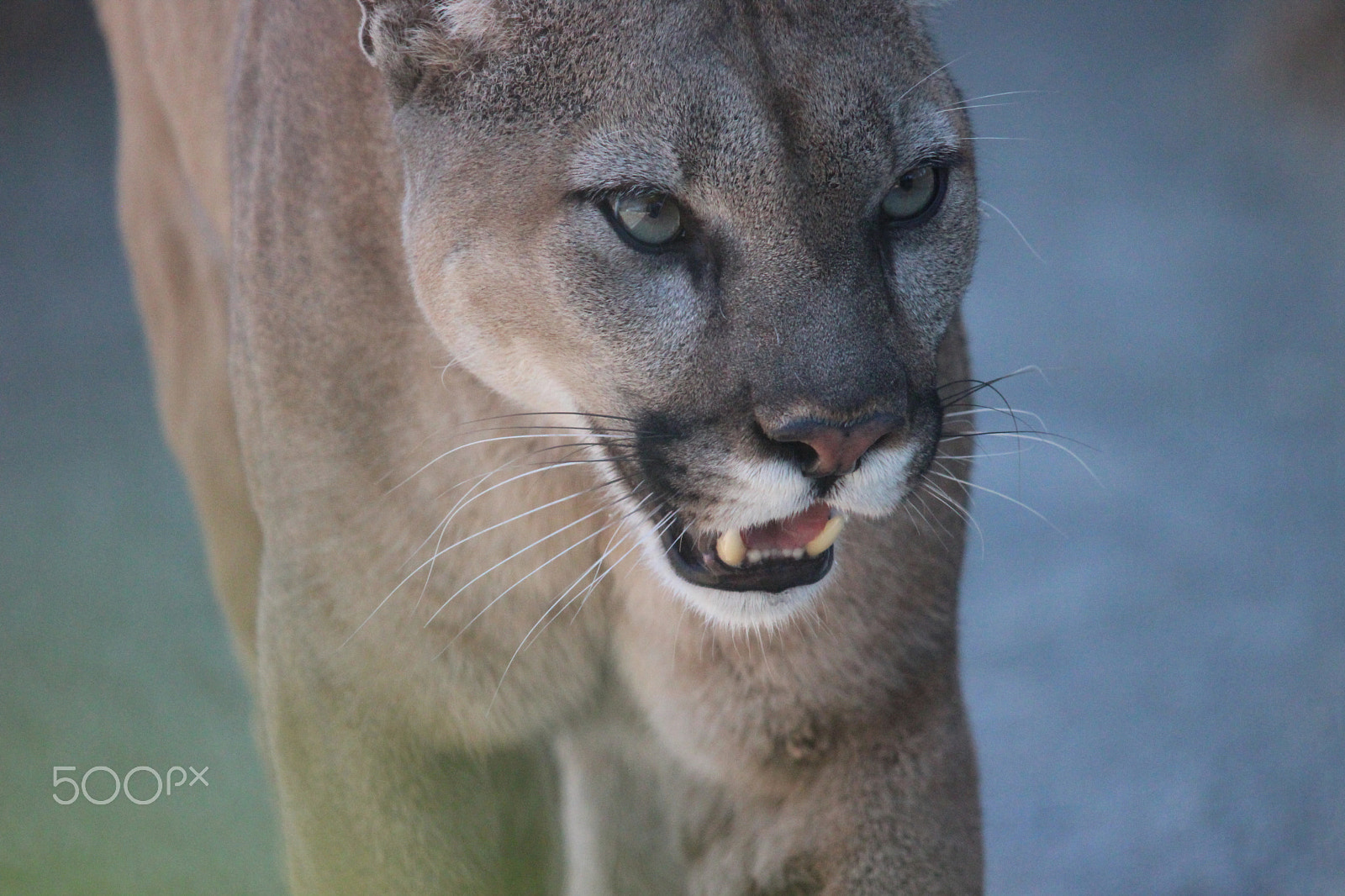Sigma 150-500mm F5-6.3 DG OS HSM sample photo. Mountain lion photography