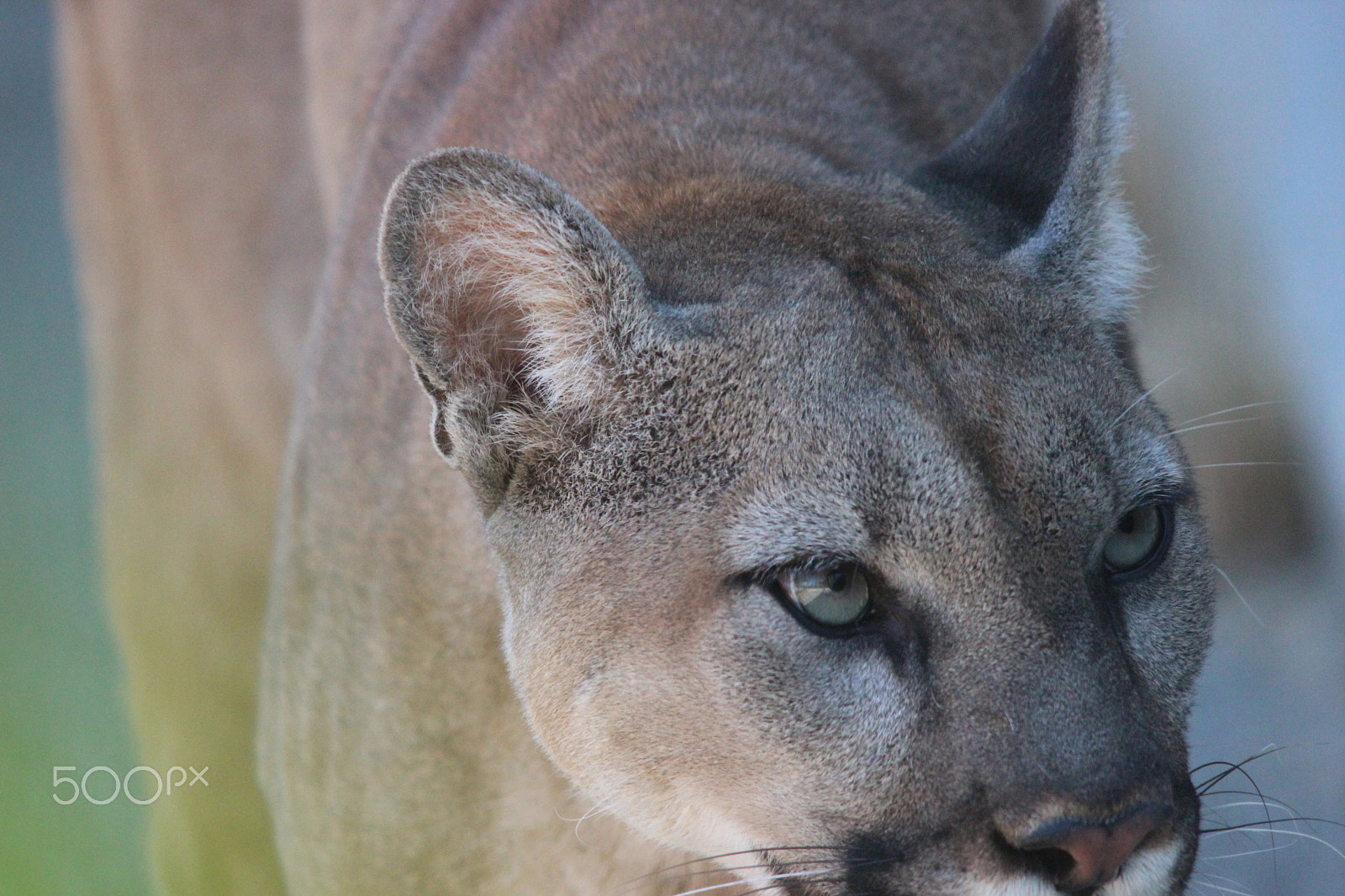 Sigma 150-500mm F5-6.3 DG OS HSM sample photo. Mountain lion photography