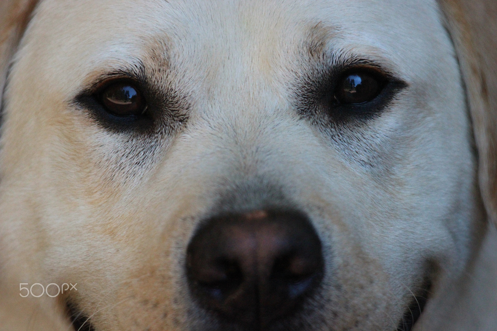 Sigma 150-500mm F5-6.3 DG OS HSM sample photo. Woofie photography