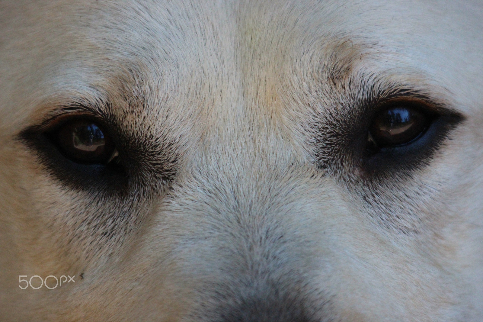 Sigma 150-500mm F5-6.3 DG OS HSM sample photo. Woofie photography