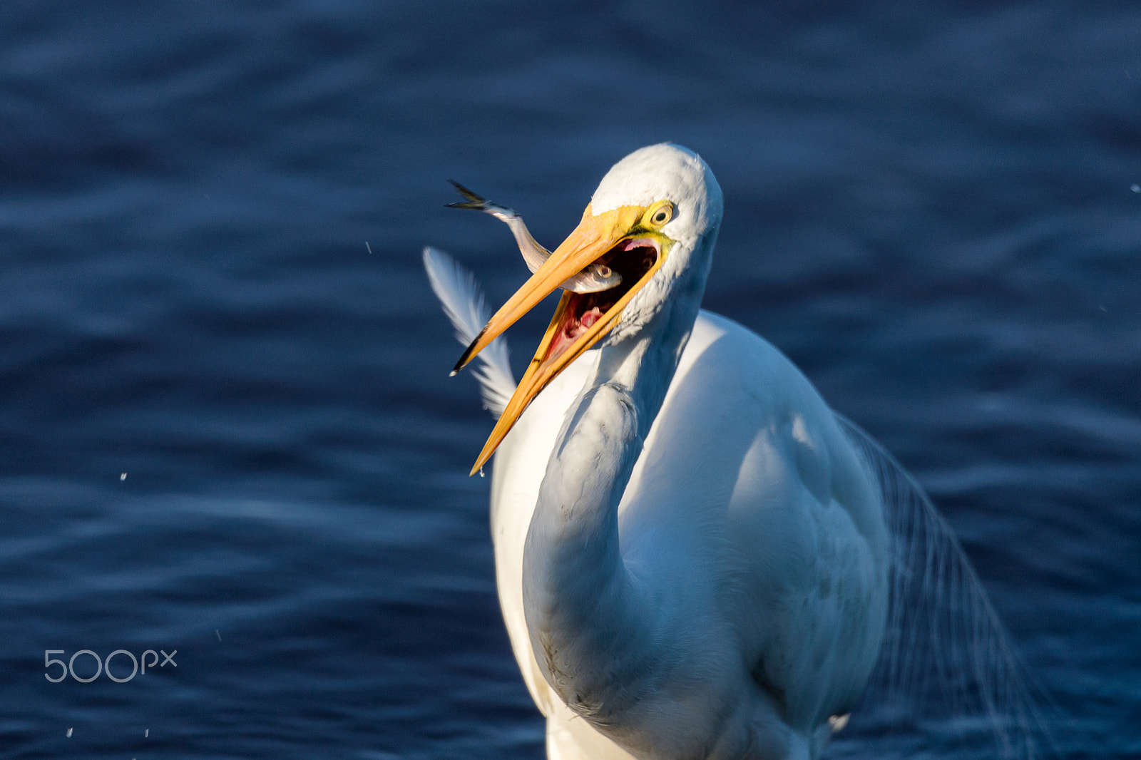 Sigma 150-600mm F5-6.3 DG OS HSM | C sample photo. Great white egret eating fish photography