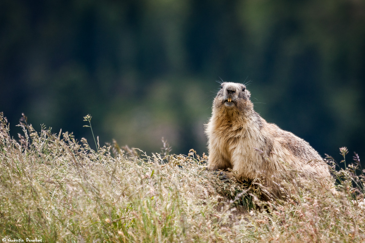 Canon EF 100-400mm F4.5-5.6L IS USM sample photo. Marmotte photography
