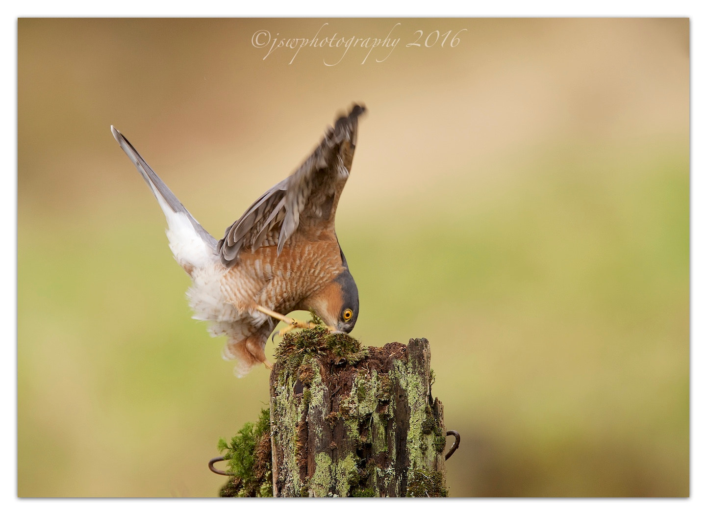 Canon EF 300mm F2.8L IS USM sample photo. Sparrowhawk photography