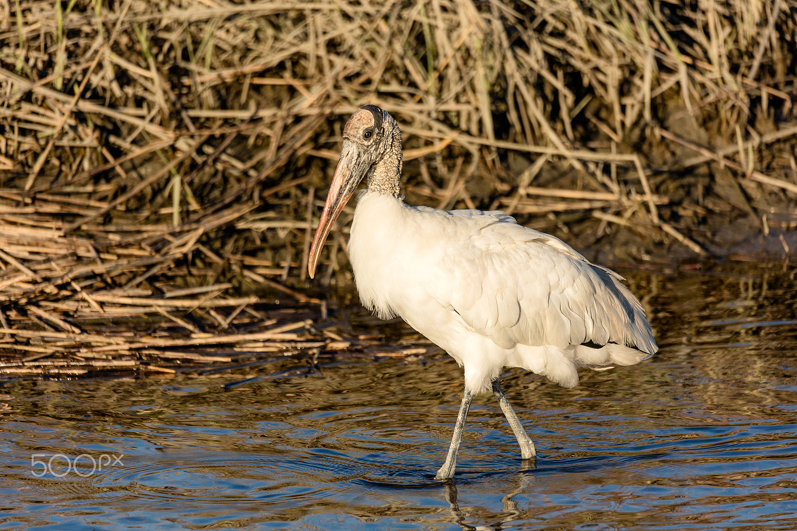 Canon EOS 5DS + Sigma 150-600mm F5-6.3 DG OS HSM | C sample photo. Wood stork in tidal pool photography