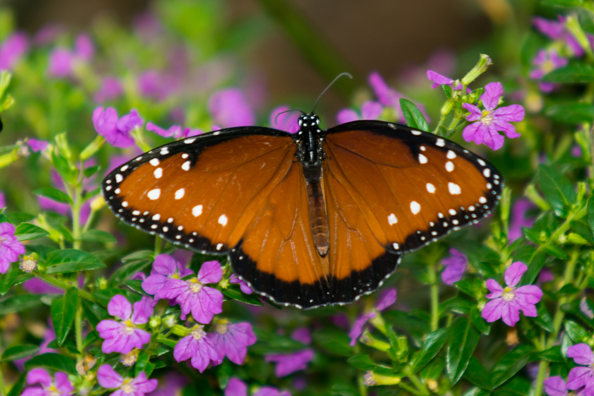 Sony SLT-A65 (SLT-A65V) + Minolta AF 100-300mm F4.5-5.6 APO [New] sample photo. Queen butterfly on mexican lavender photography