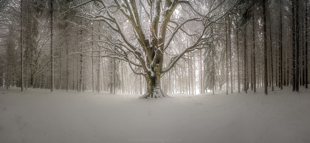 Sony a7R + Minolta AF 28-80mm F3.5-5.6 II sample photo. Reina del bosque / basoko erregina photography