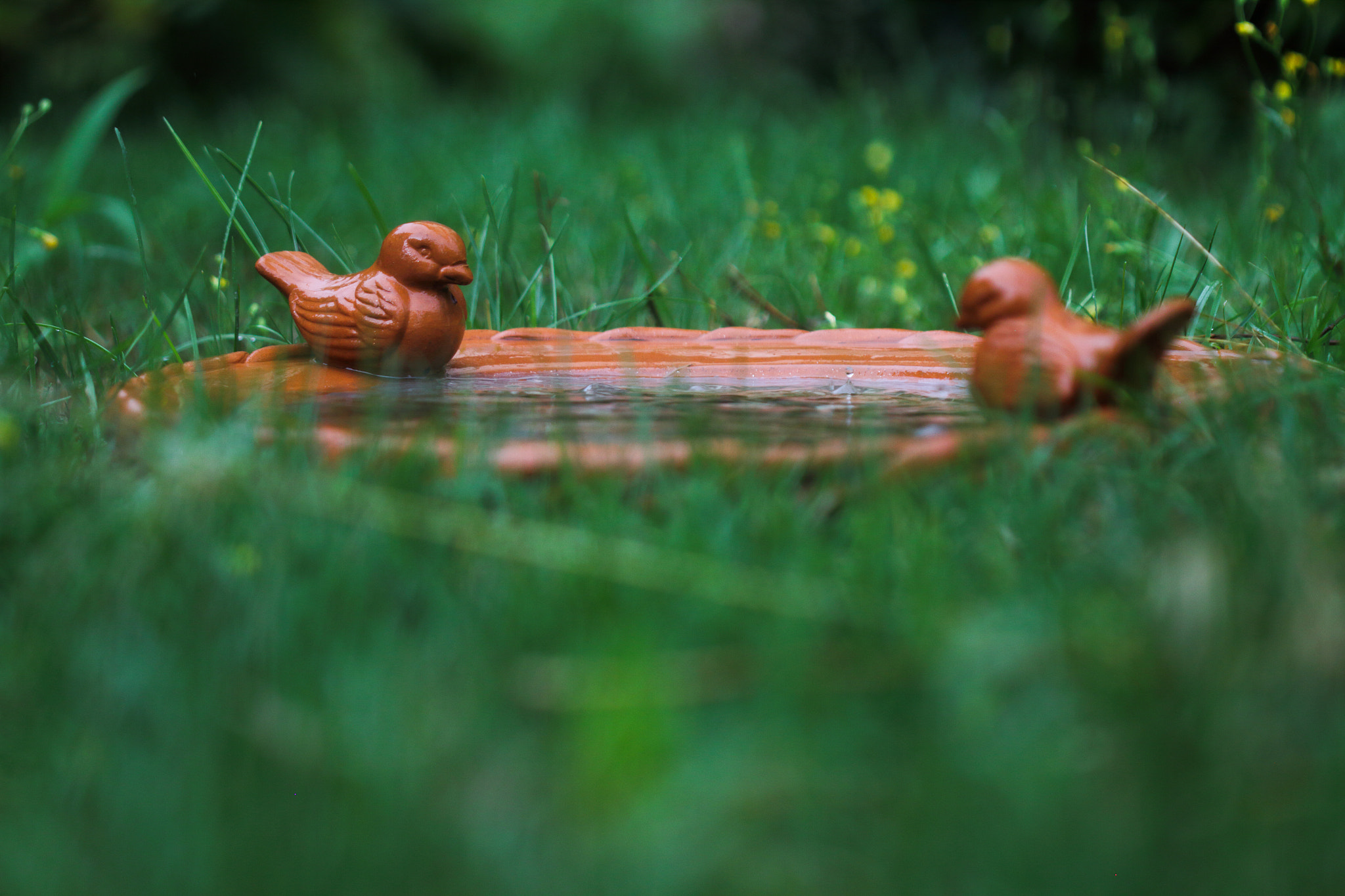Canon EOS 7D + Canon EF 100mm F2.8 Macro USM sample photo. Birdy meeting photography