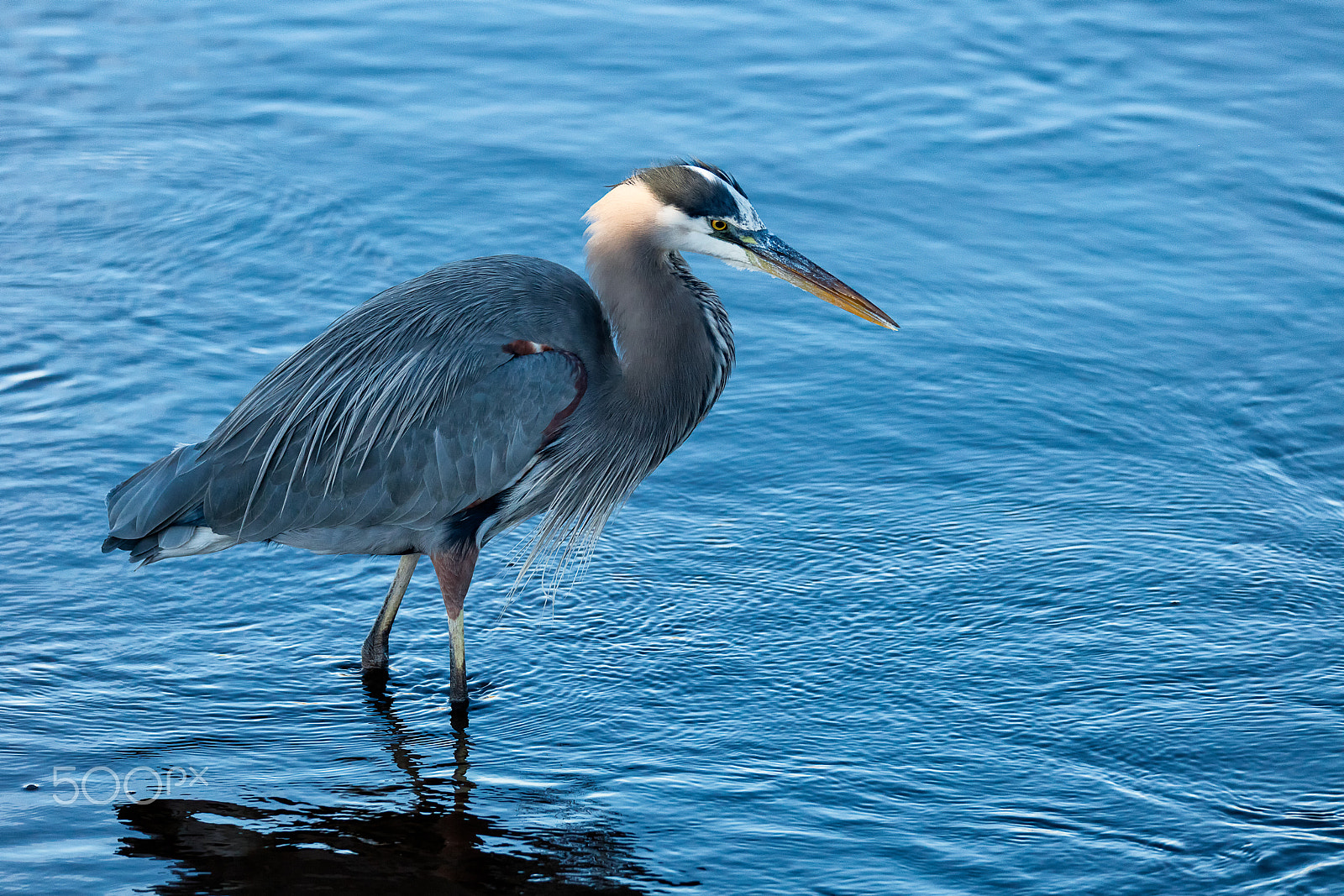 Canon EOS 5DS + Sigma 150-600mm F5-6.3 DG OS HSM | C sample photo. Great blue heron in tidal pool photography