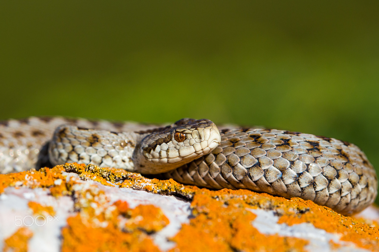Canon EOS 6D + Canon EF 100mm F2.8 Macro USM sample photo. Vipera ursinii macrops photography