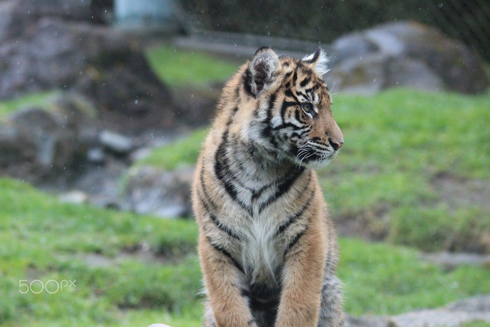 Sigma 150-500mm F5-6.3 DG OS HSM sample photo. Sumatran tiger photography