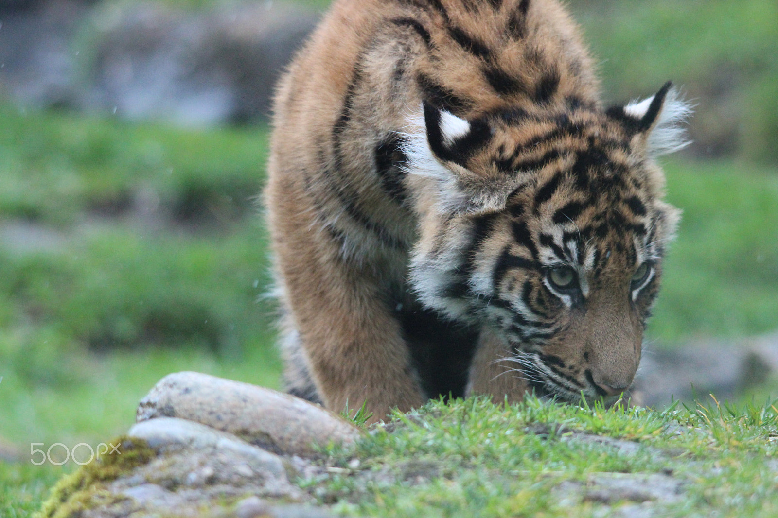 Sigma 150-500mm F5-6.3 DG OS HSM sample photo. Sumatran tiger photography
