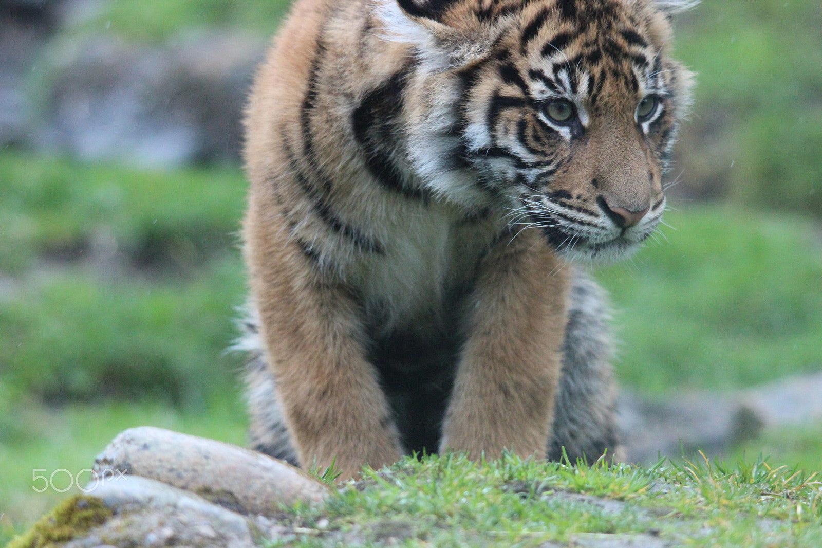 Sigma 150-500mm F5-6.3 DG OS HSM sample photo. Sumatran tiger photography